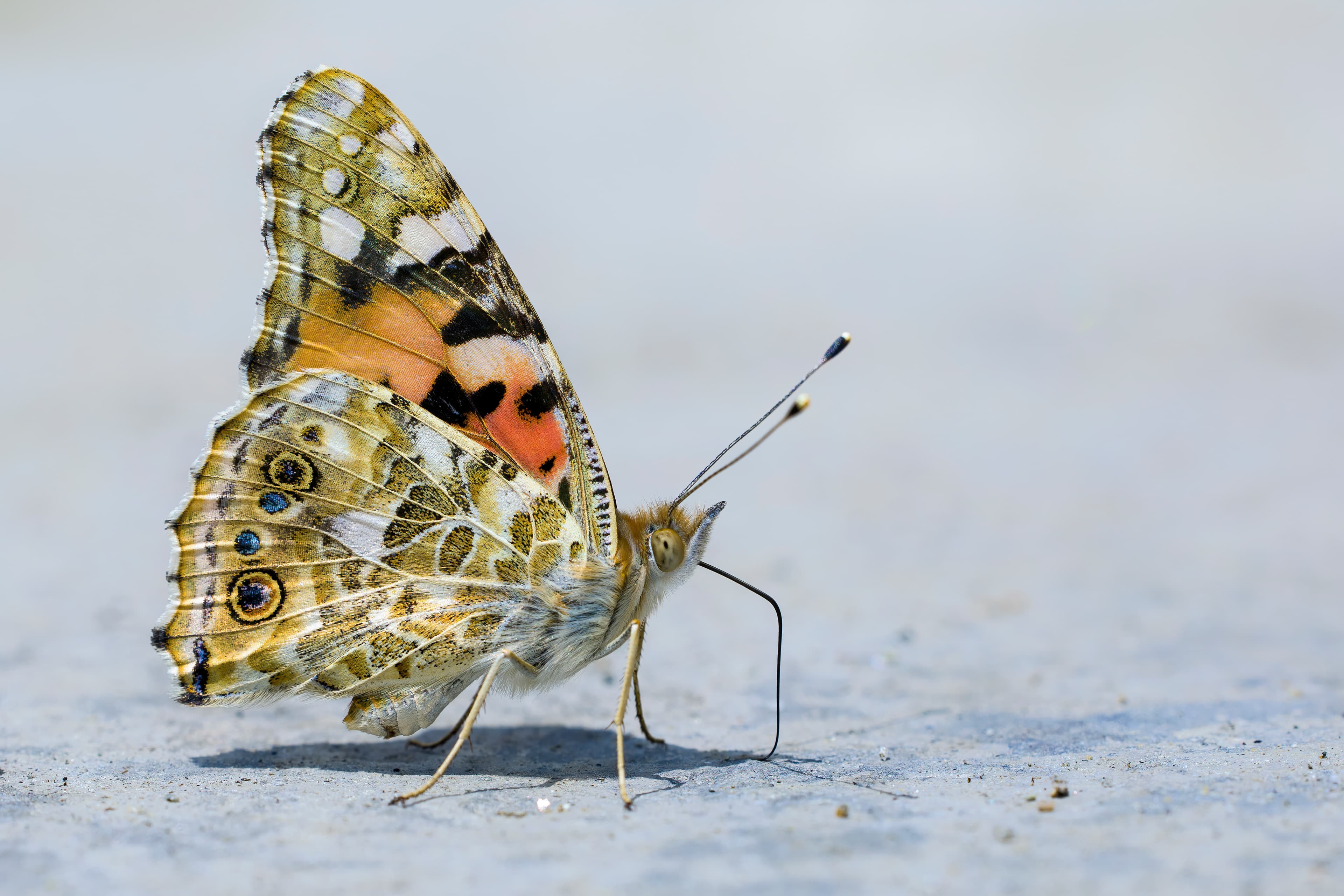 Vanessa cardui (Linnaeus, 1758)