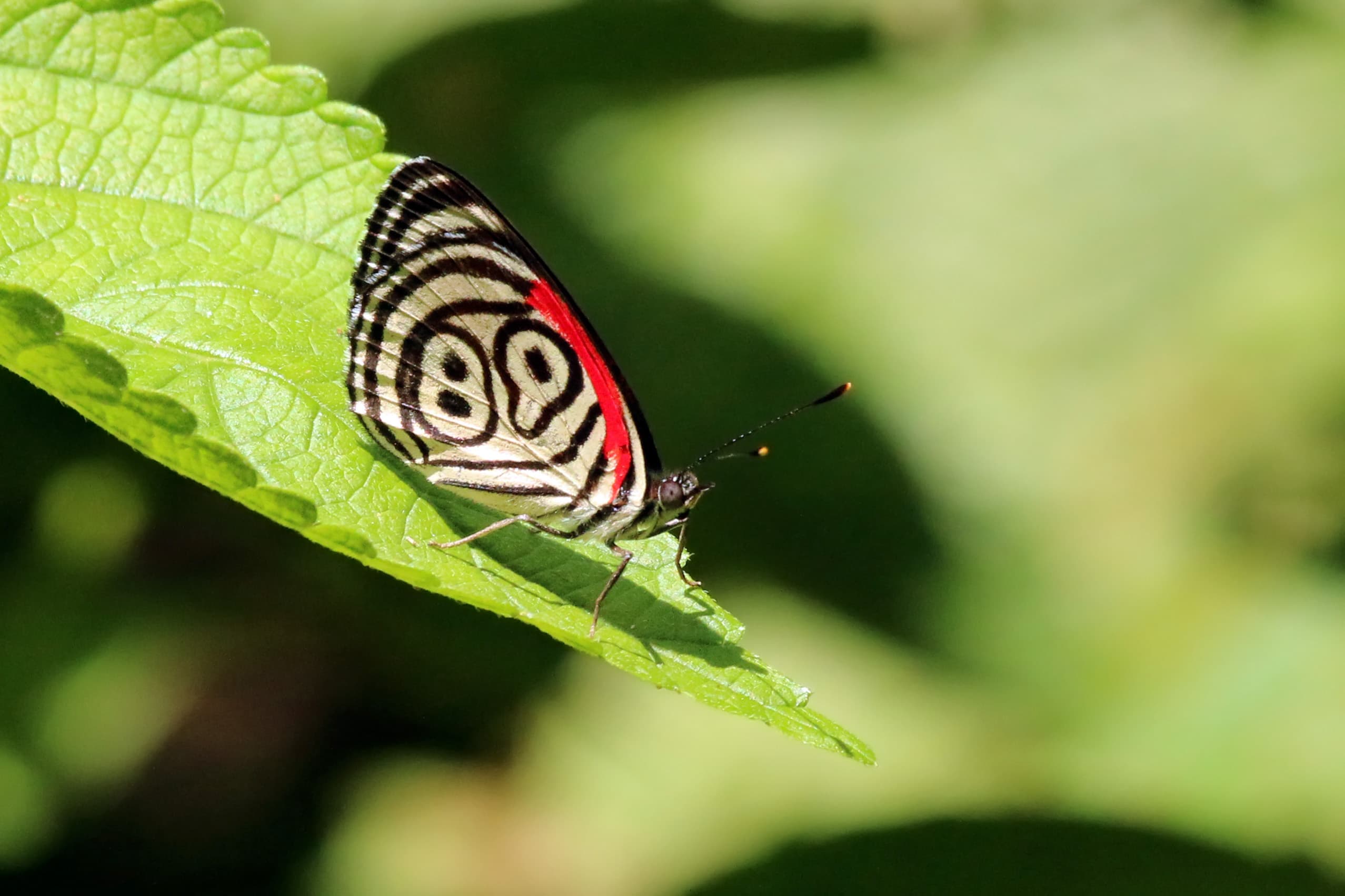 Diaethria clymena