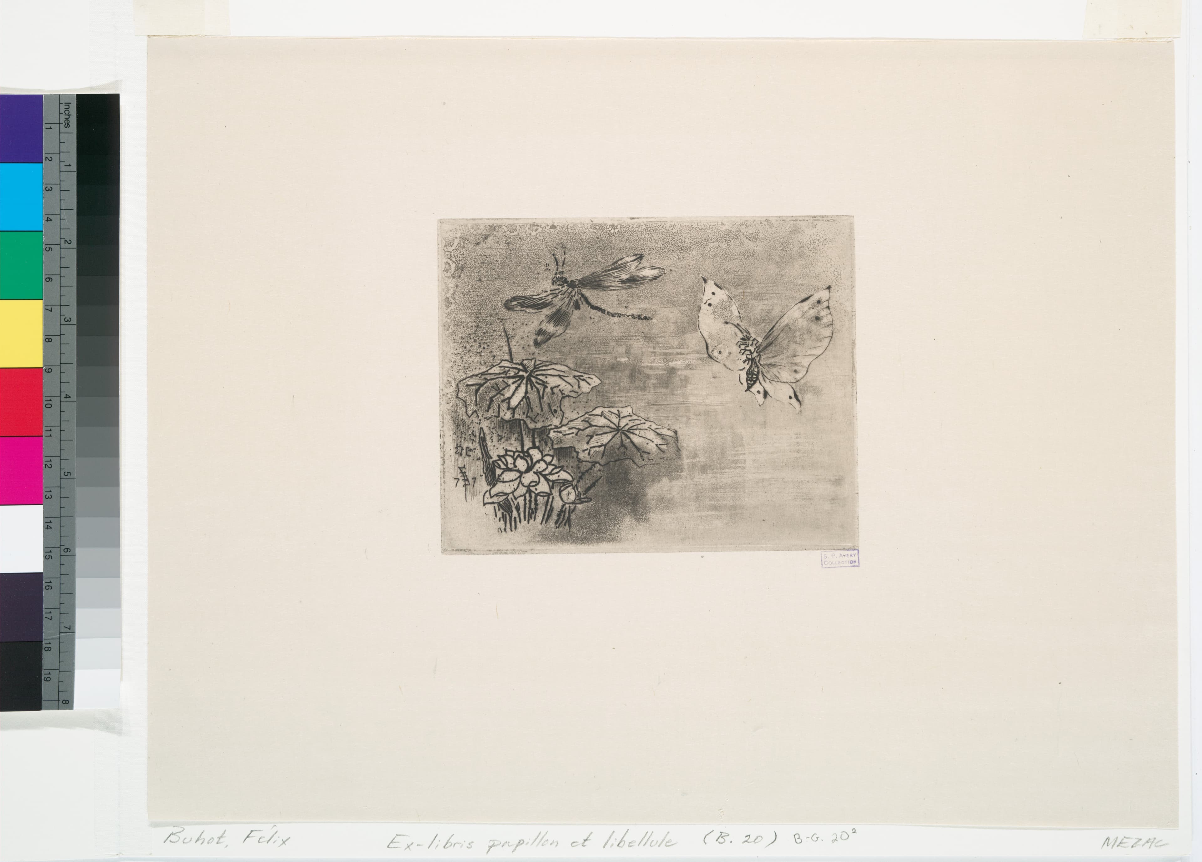 Unidentified Butterfly