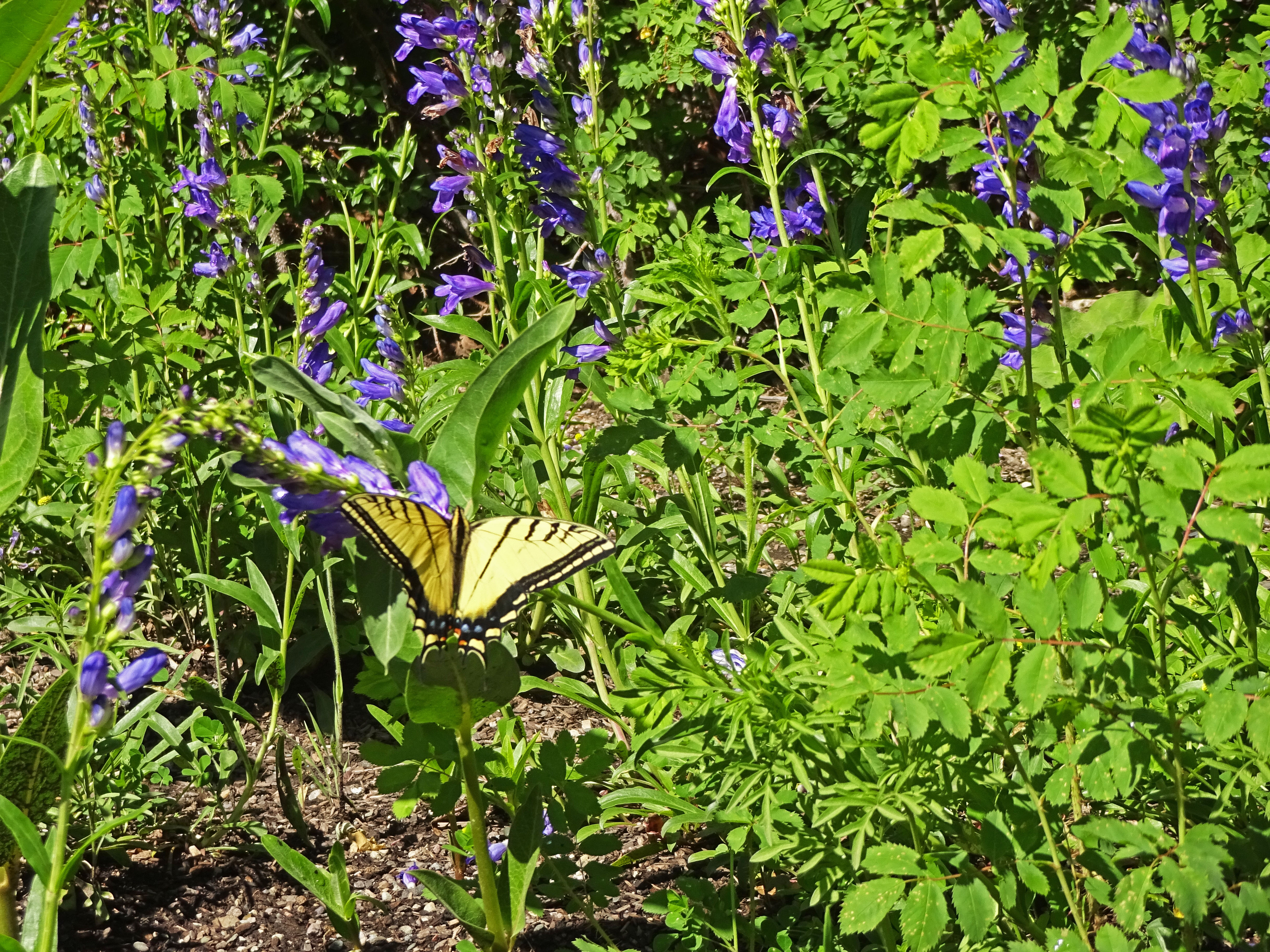Two-tailed Swallowtail