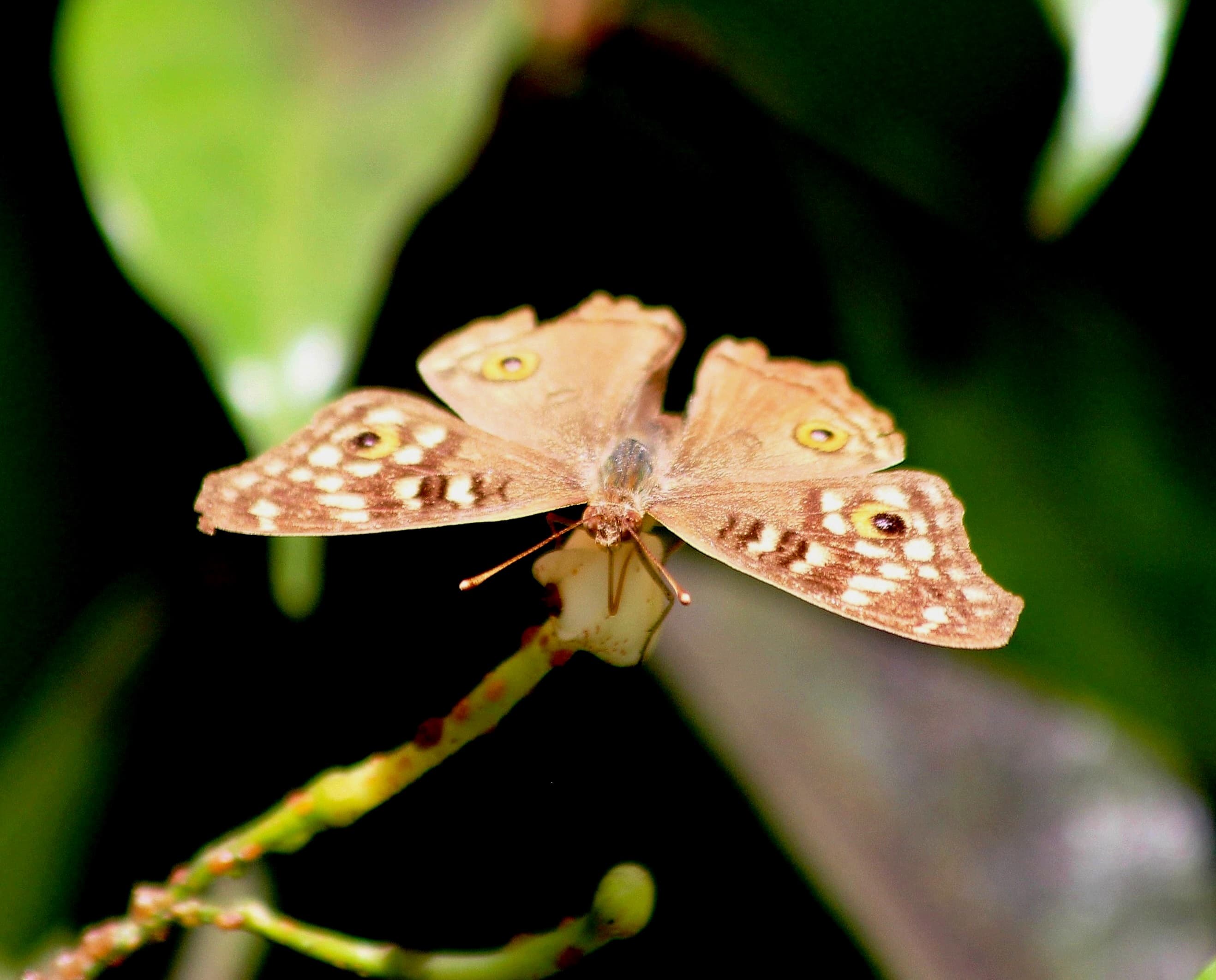 Junonia lemonias lemonias