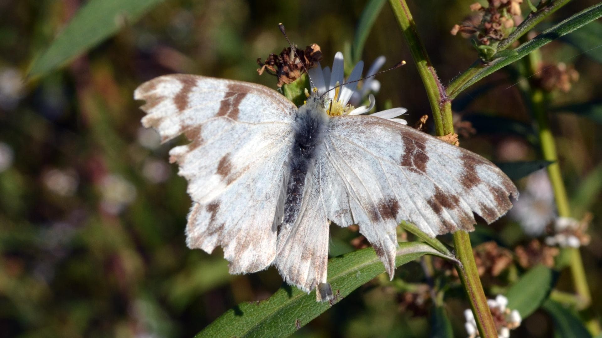 Checkered White