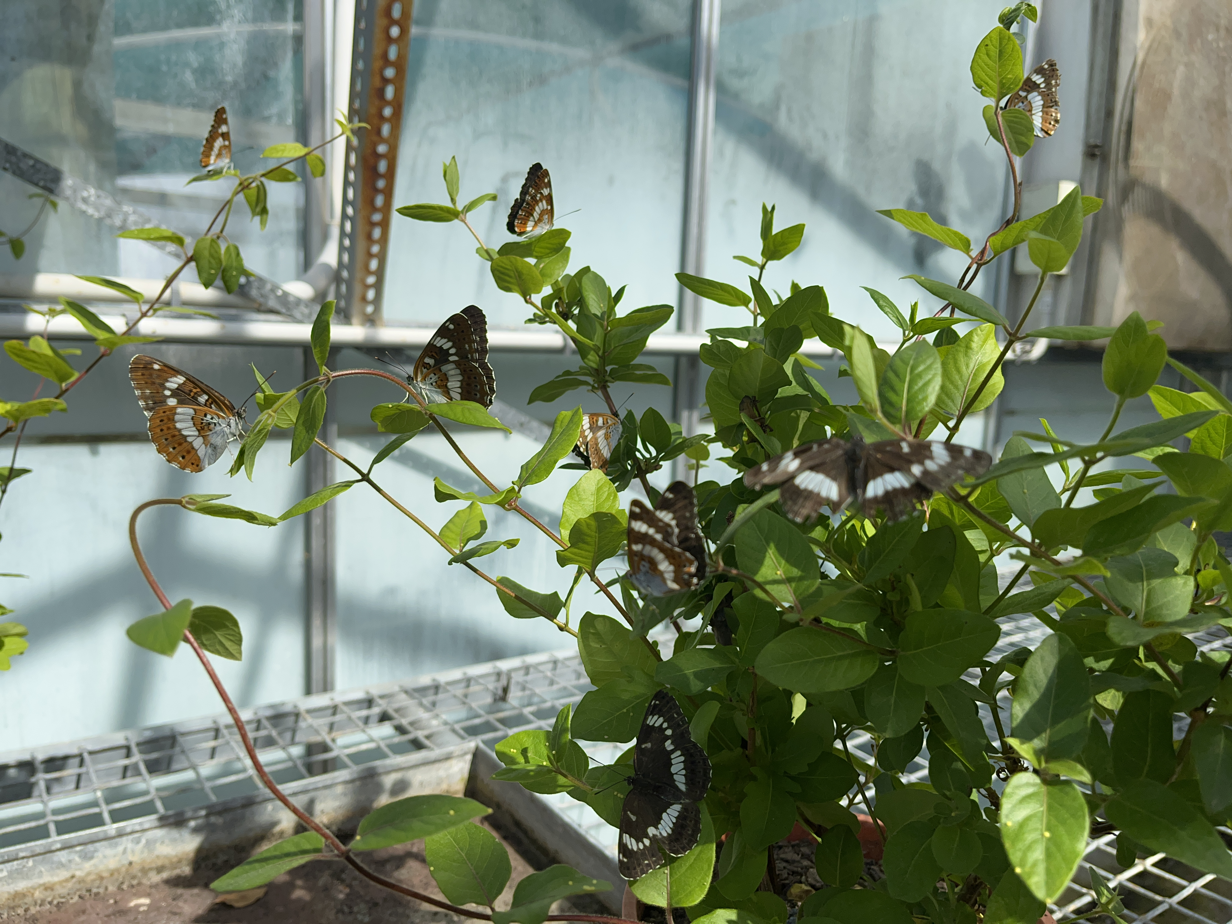 Honshu White Admiral