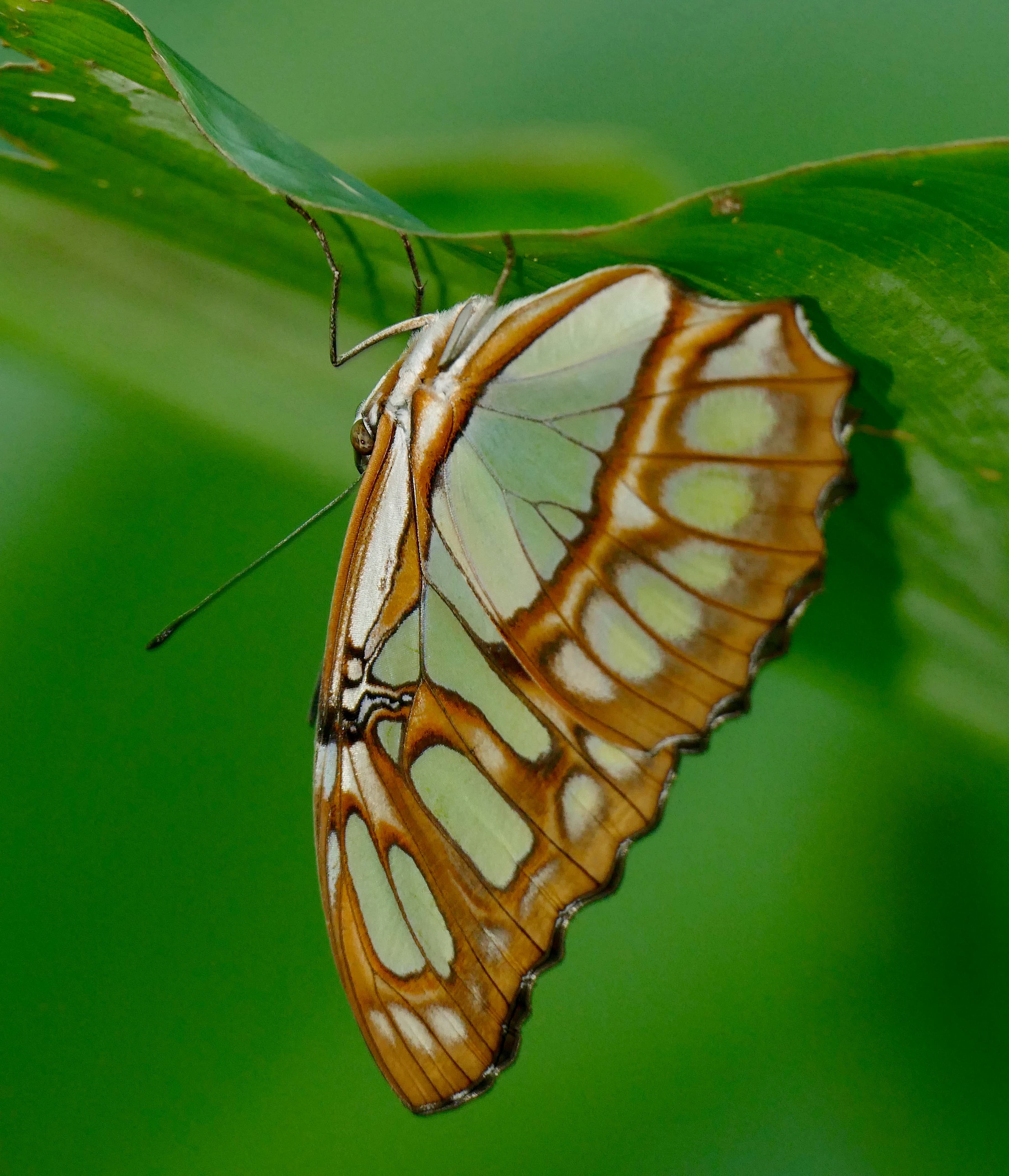 Malachite Butterfly