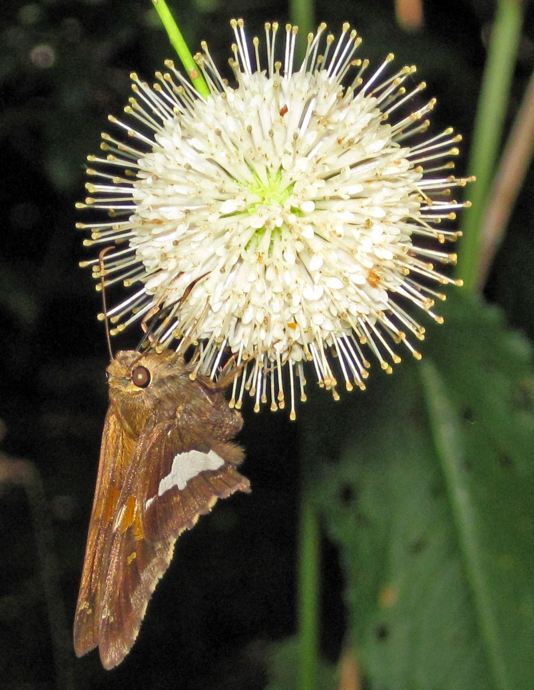 Silver-spotted Skipper