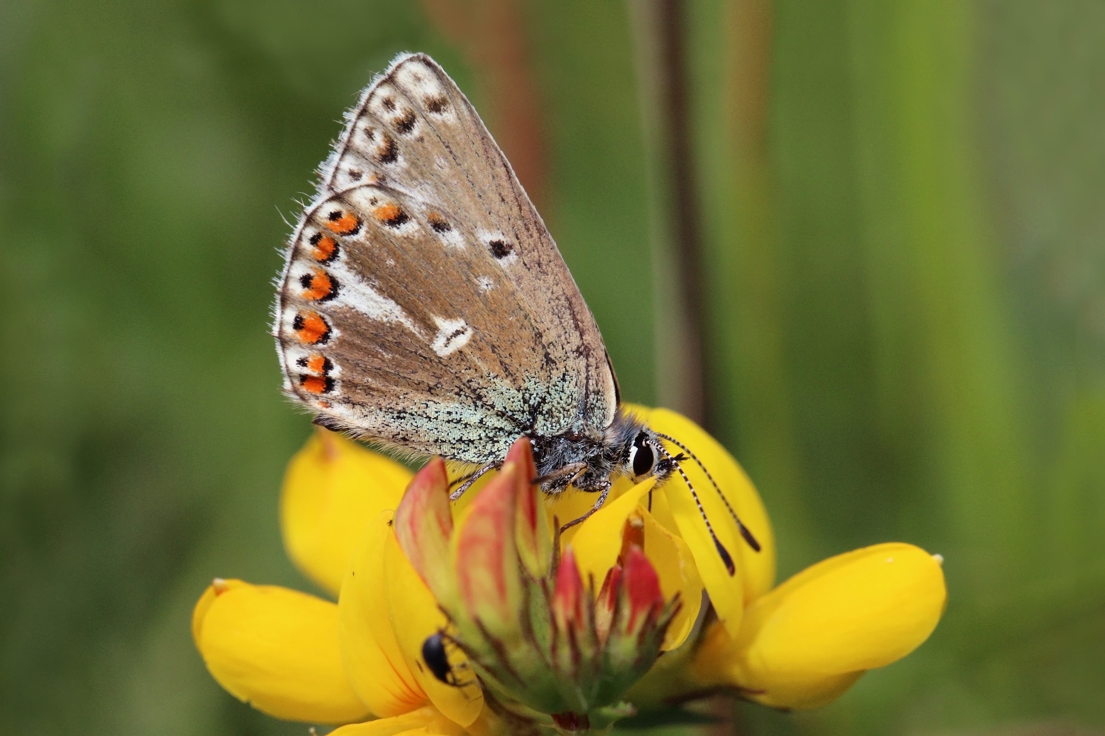 Polyommatus bellargus