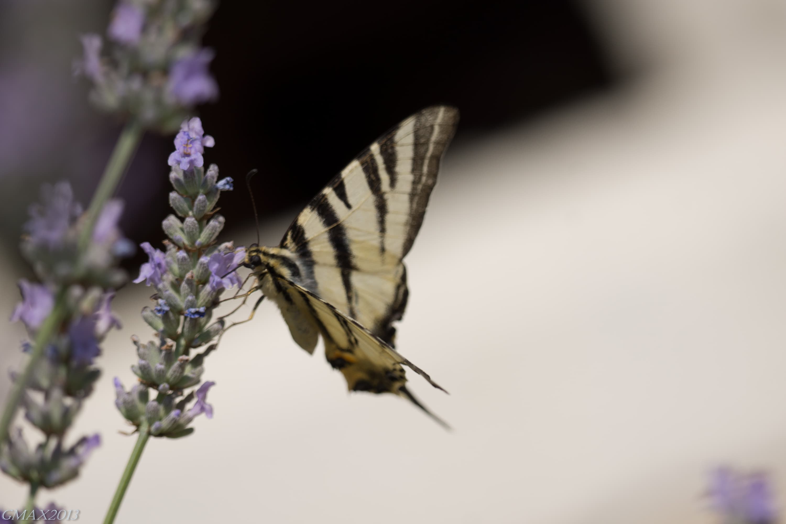 Scarce Swallowtail