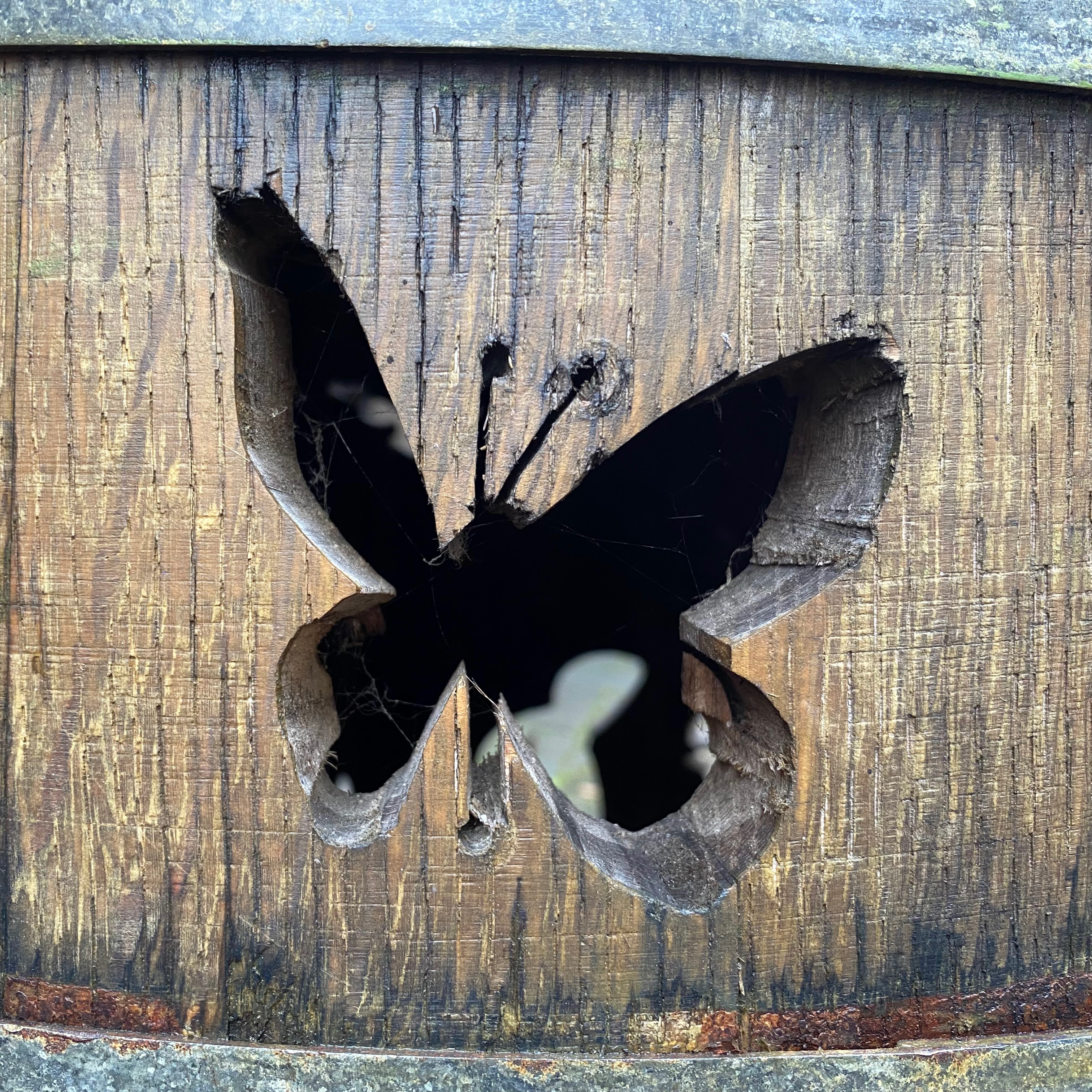 N/A (Image depicts a butterfly-shaped cutout, not a living specimen)