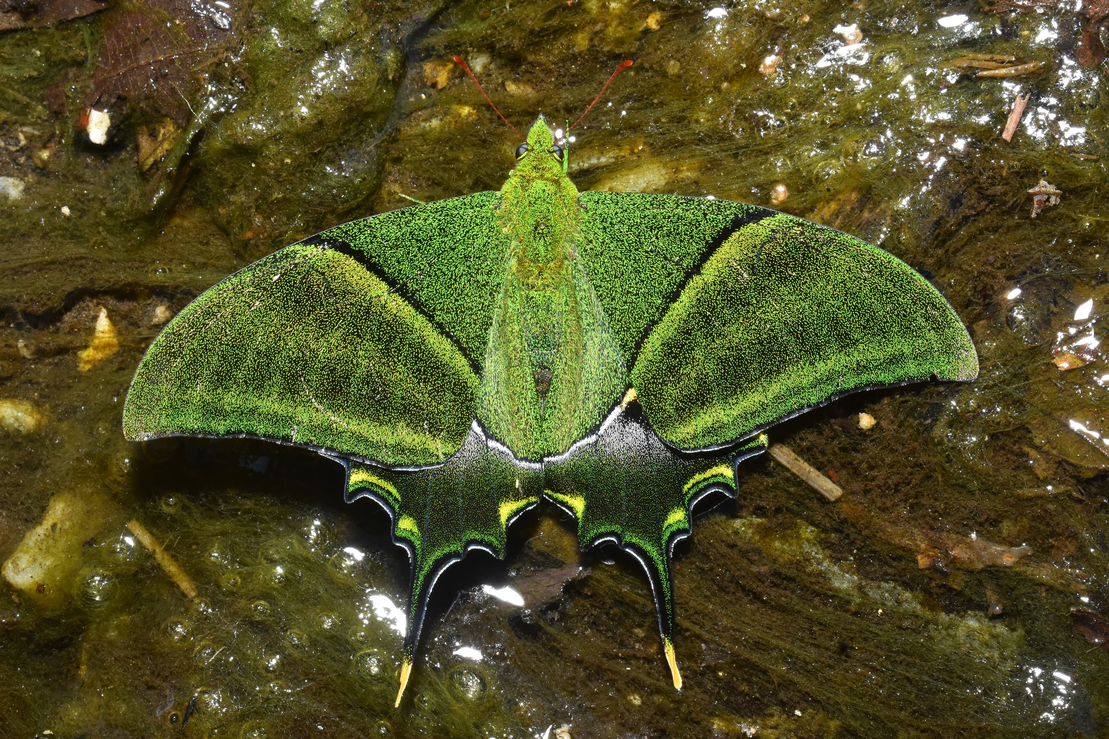 Teinopalpus imperialis imperialis