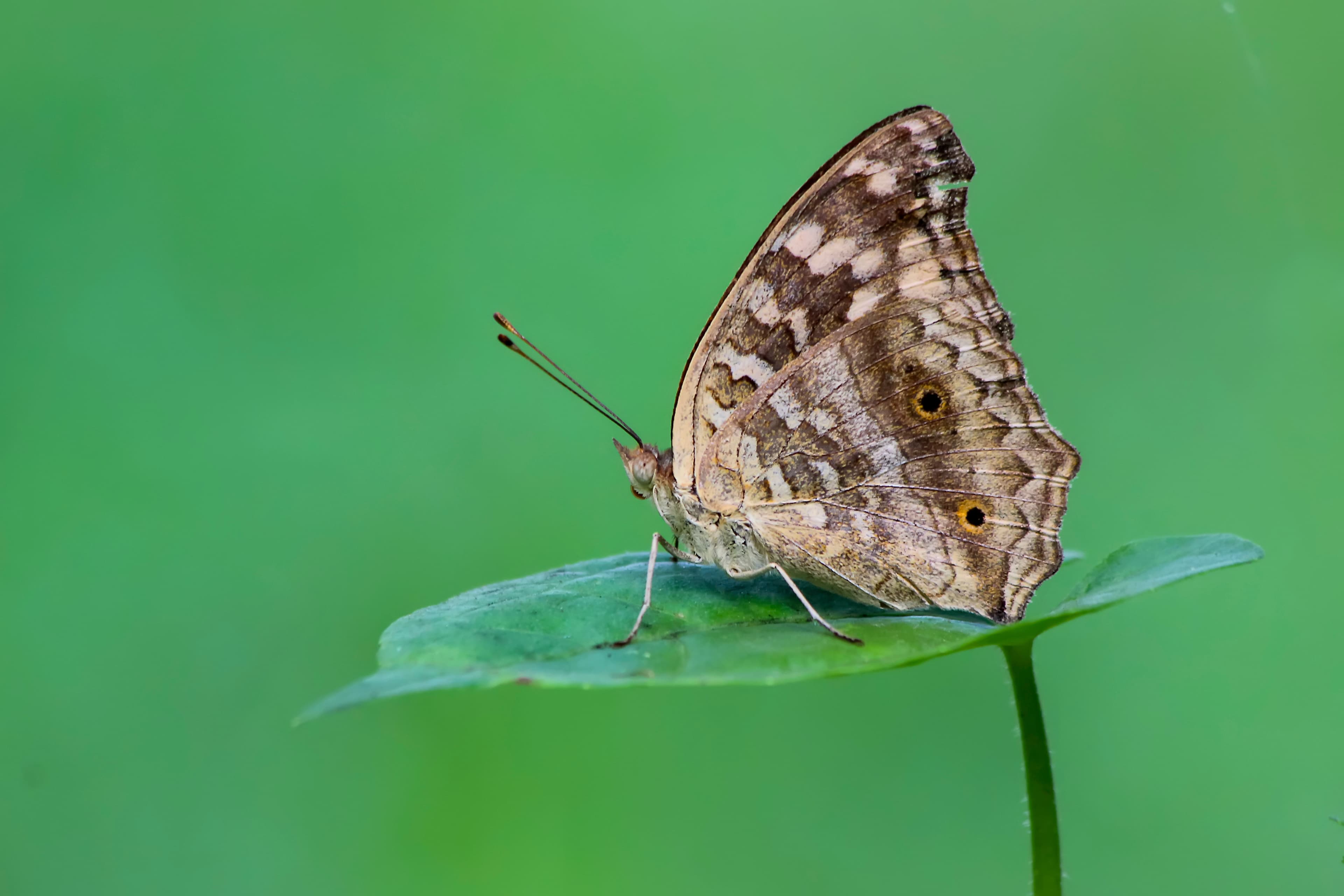 Junonia lemonias lemonias