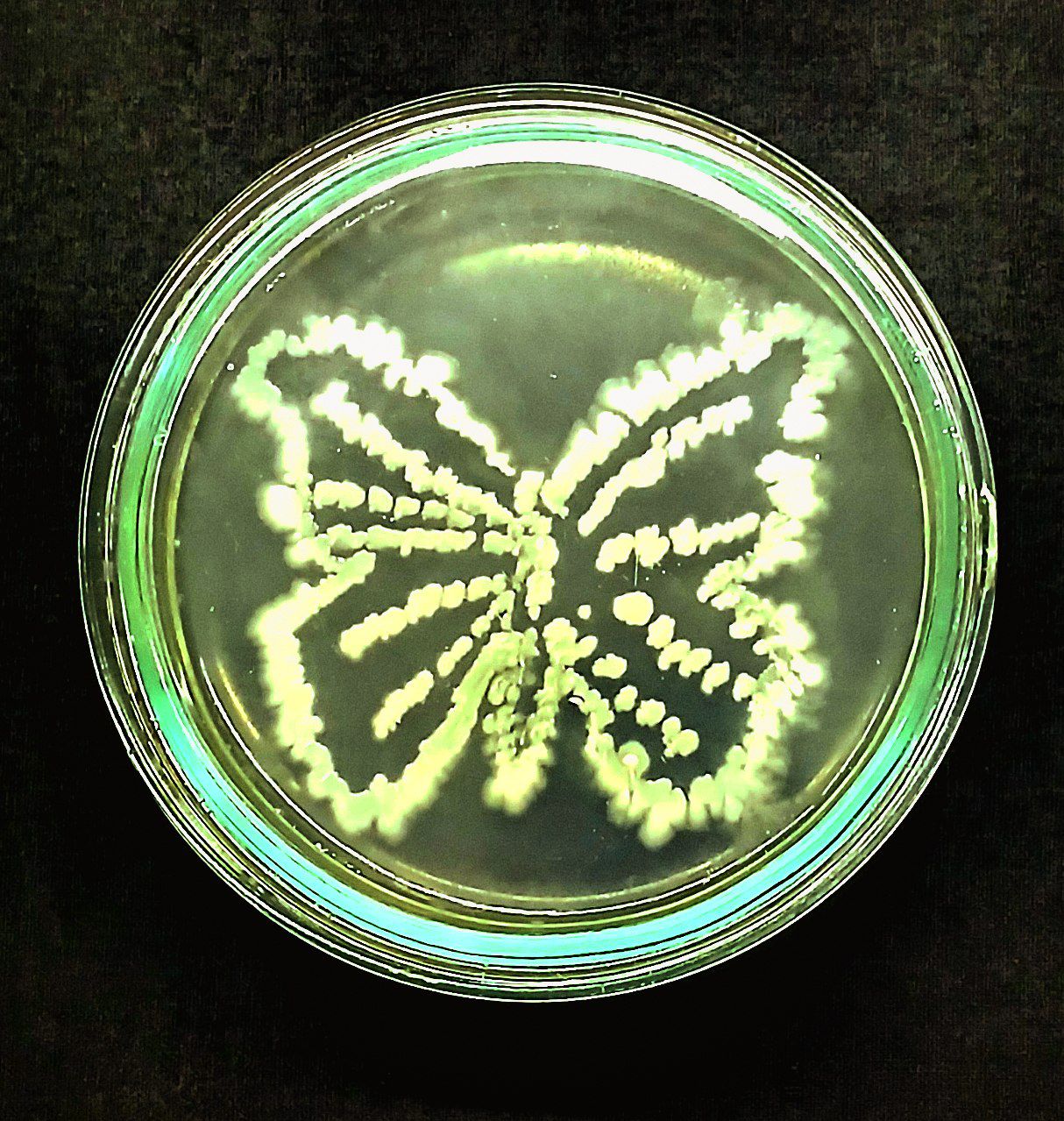 Not applicable (Image depicts bacterial culture, not a butterfly)