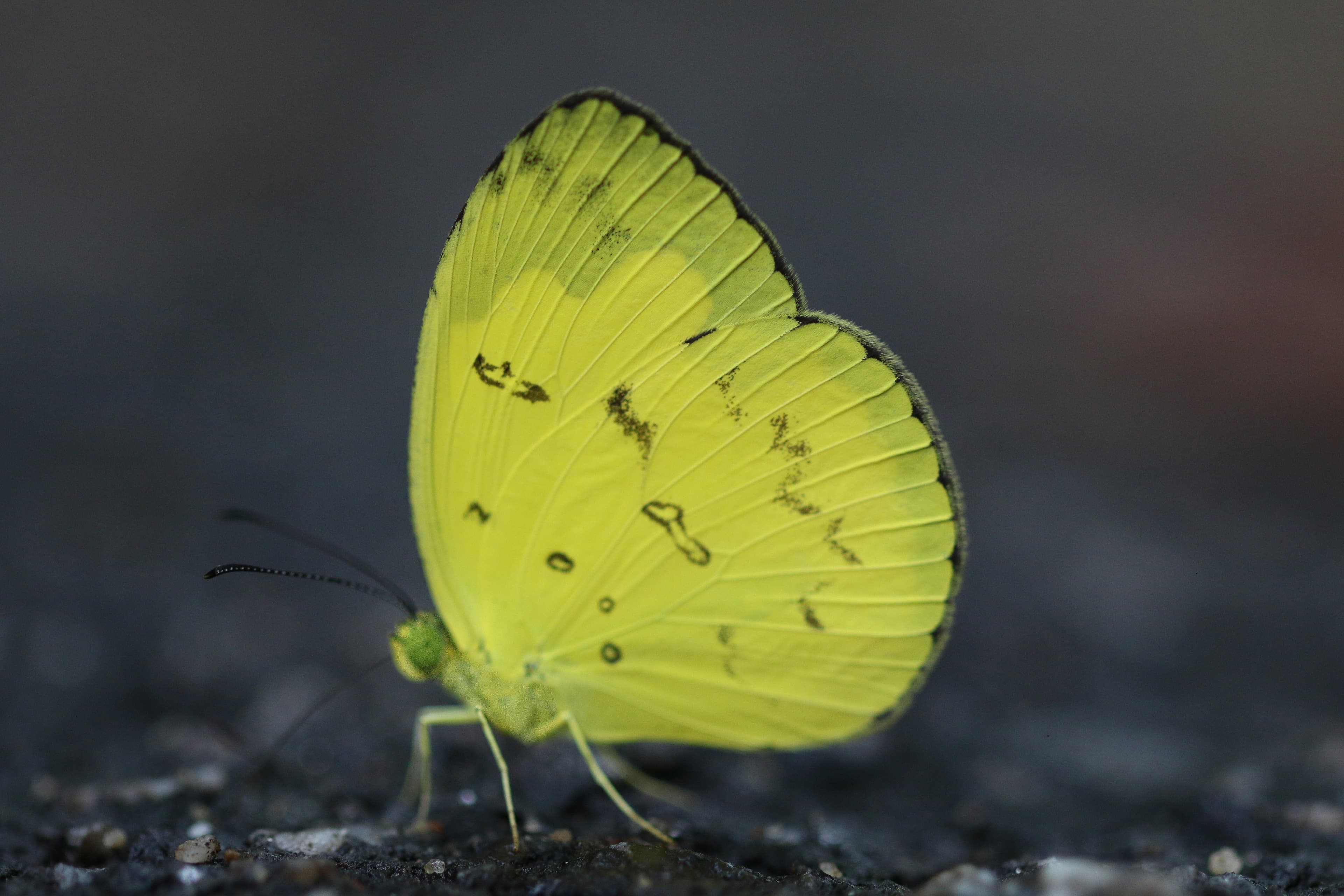 Eurema hecabe contubernalis