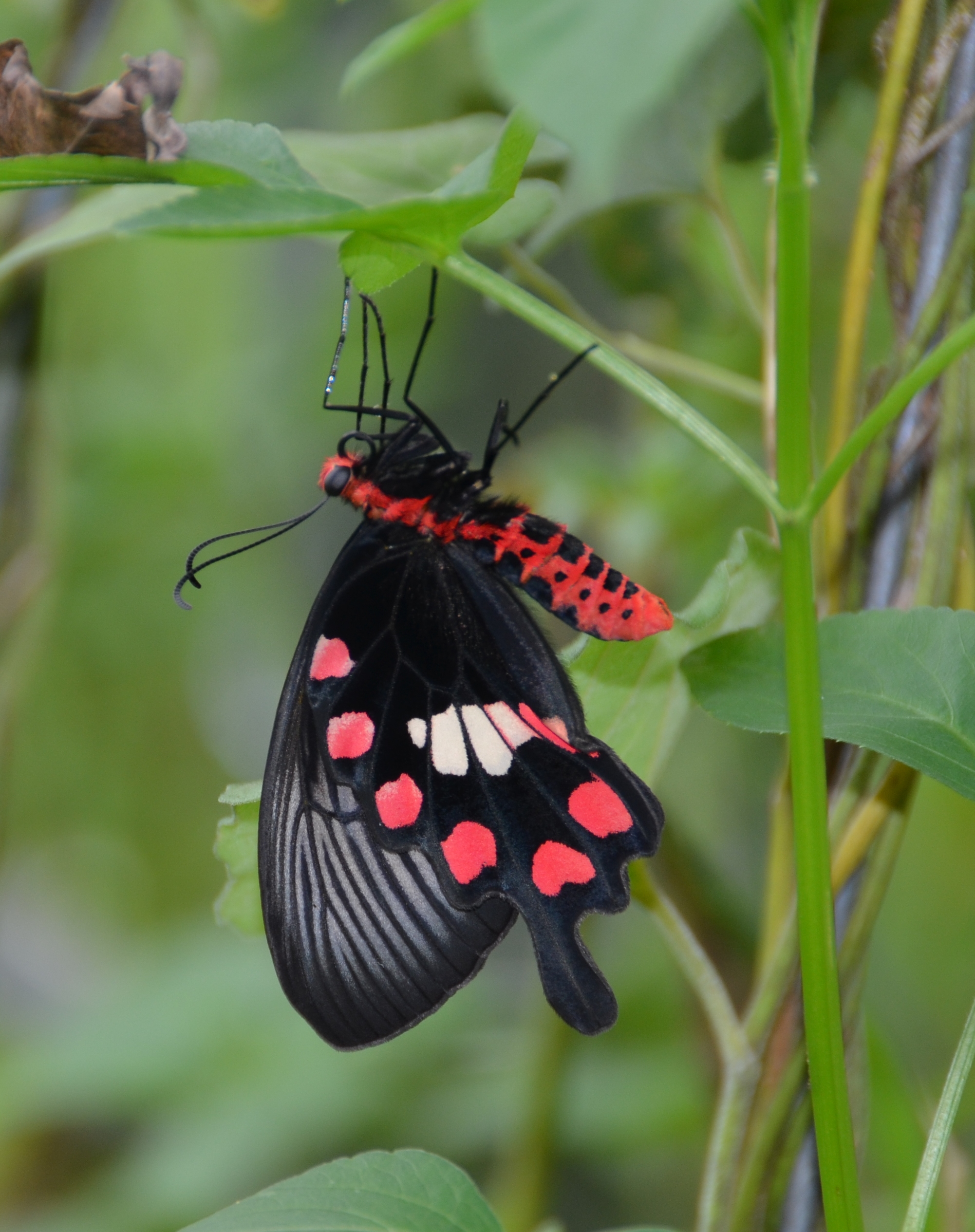 Pachliopta aristolochiae