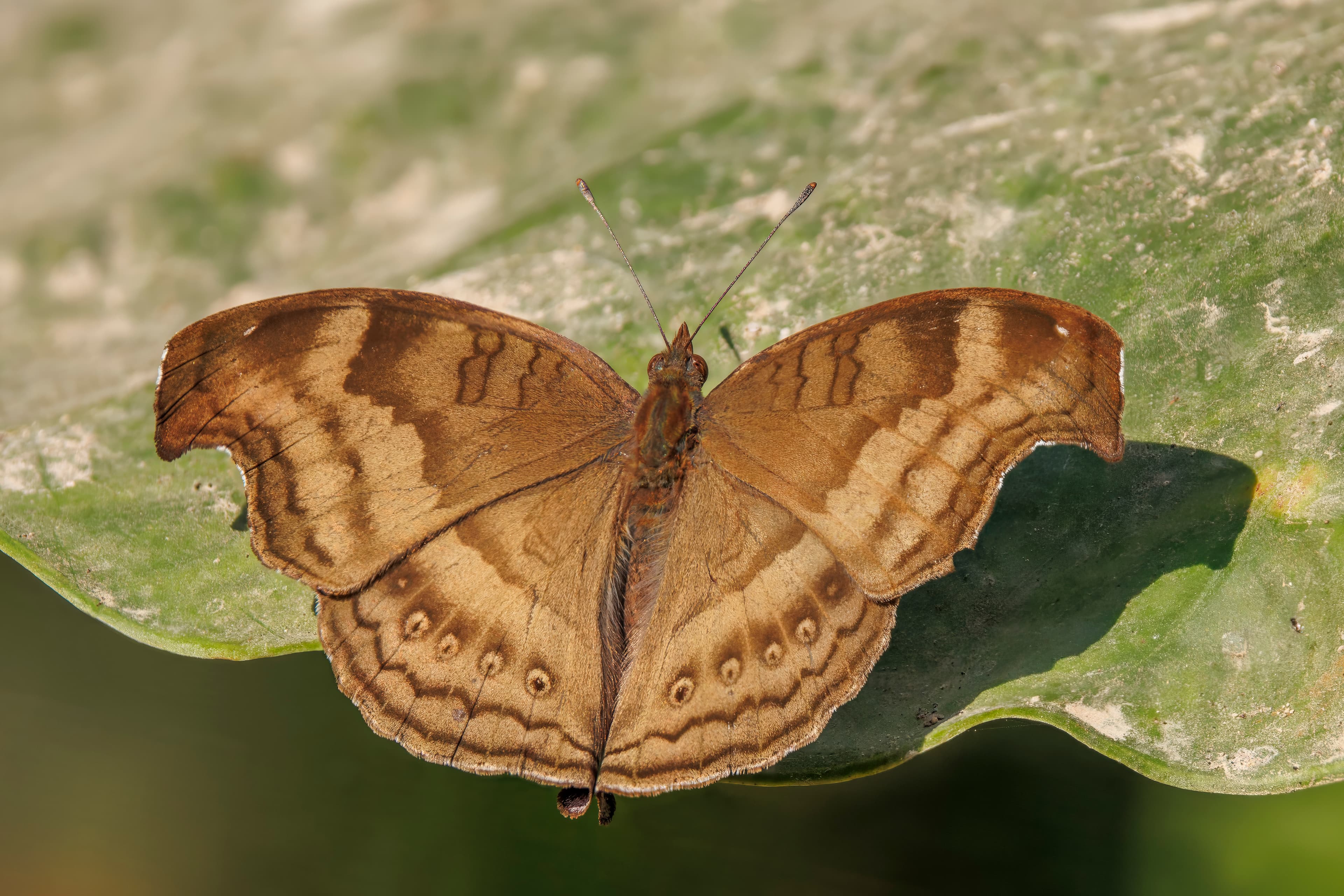 Junonia iphita iphita