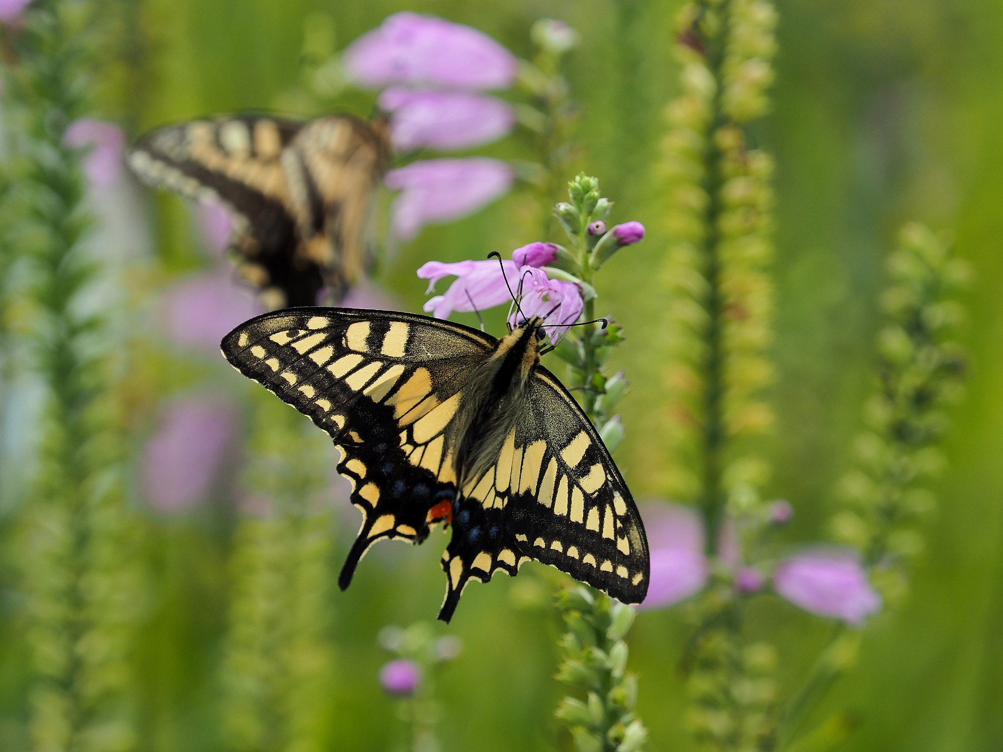 Old World Swallowtail