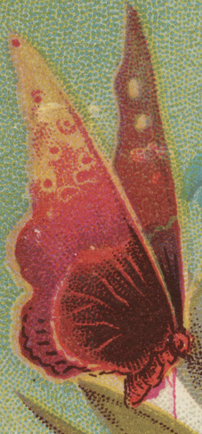 Generic Butterfly (Artistic Representation)