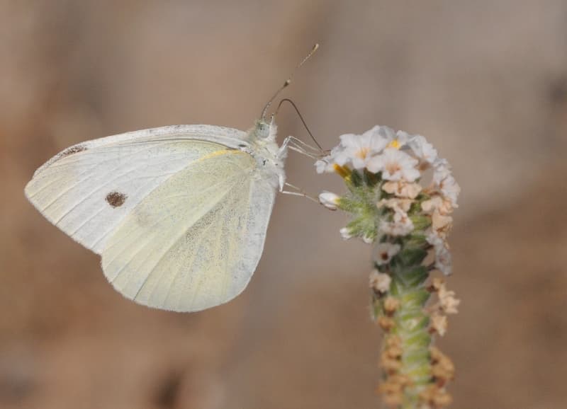 Small White