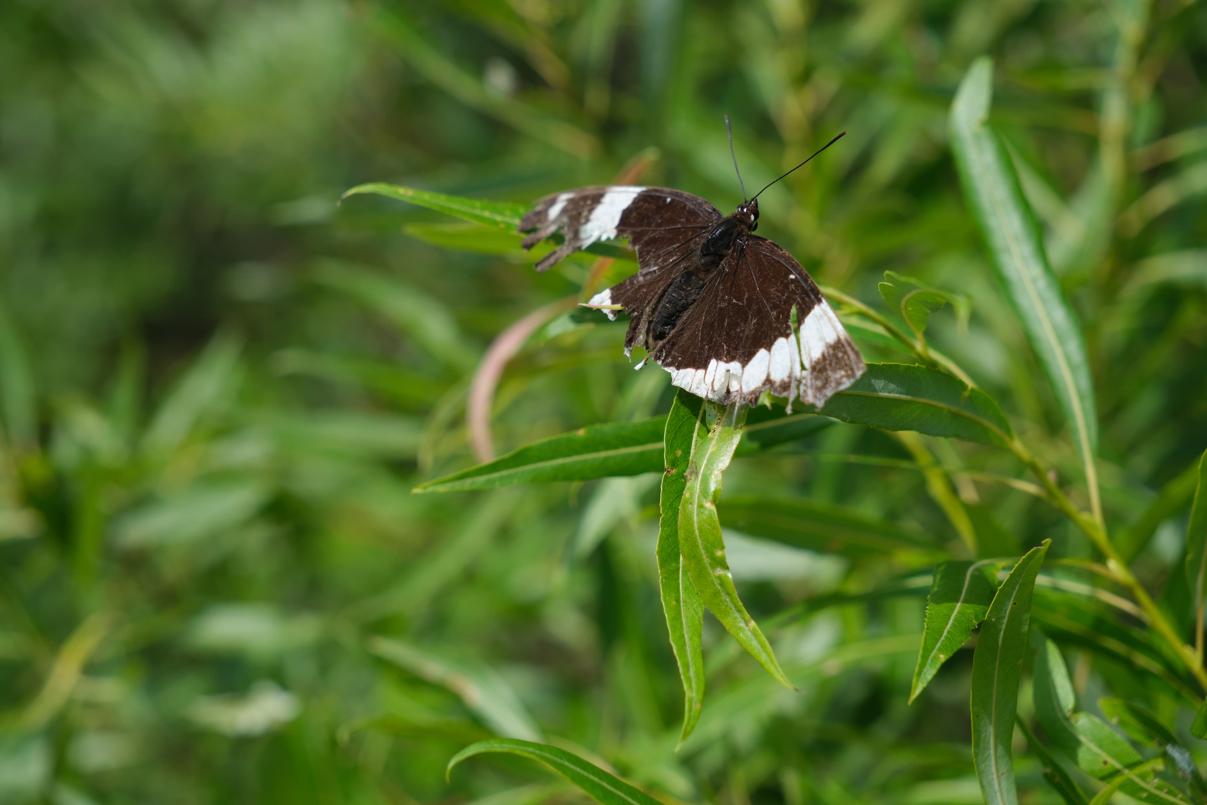 Limenitis arthemis arthemis