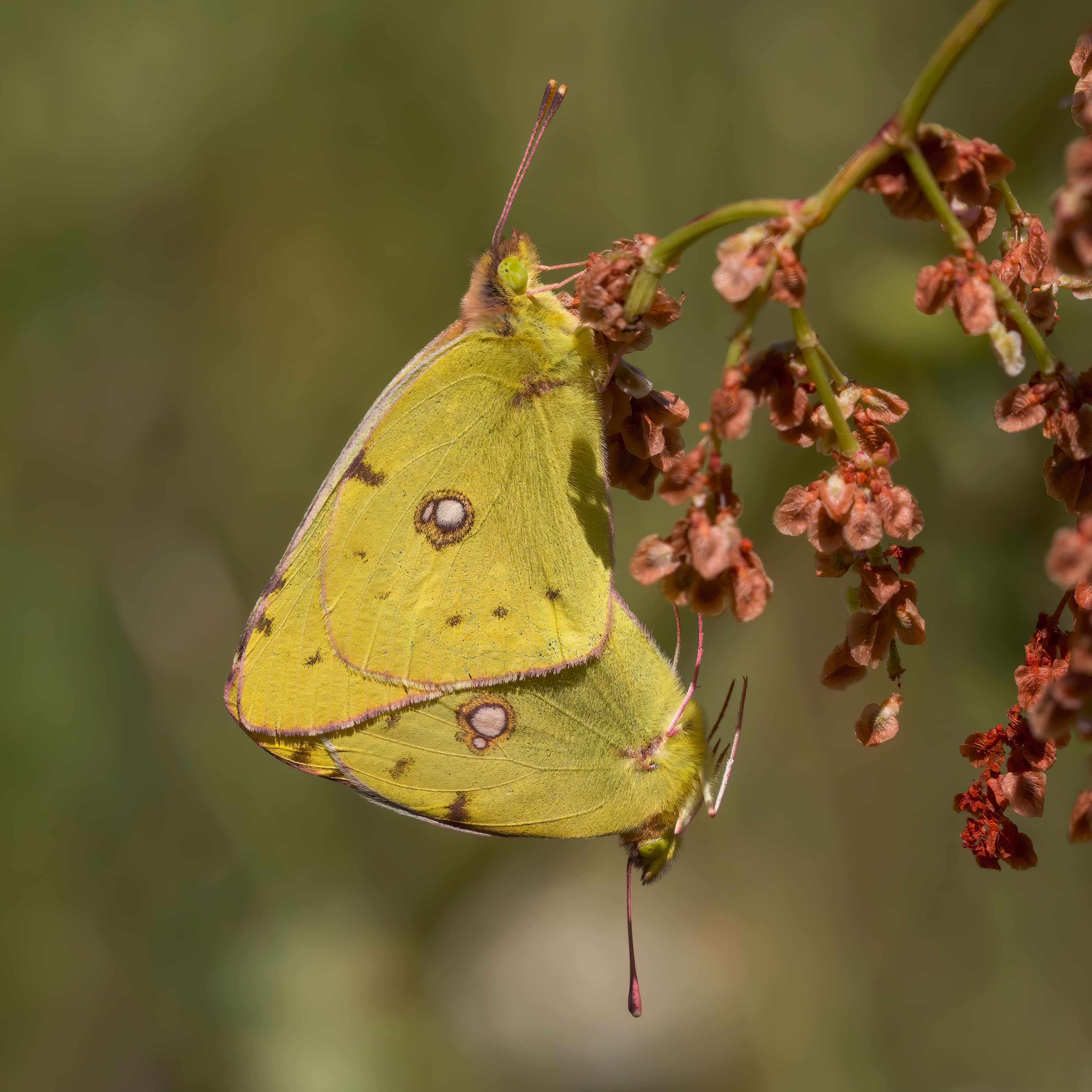 Colias croceus