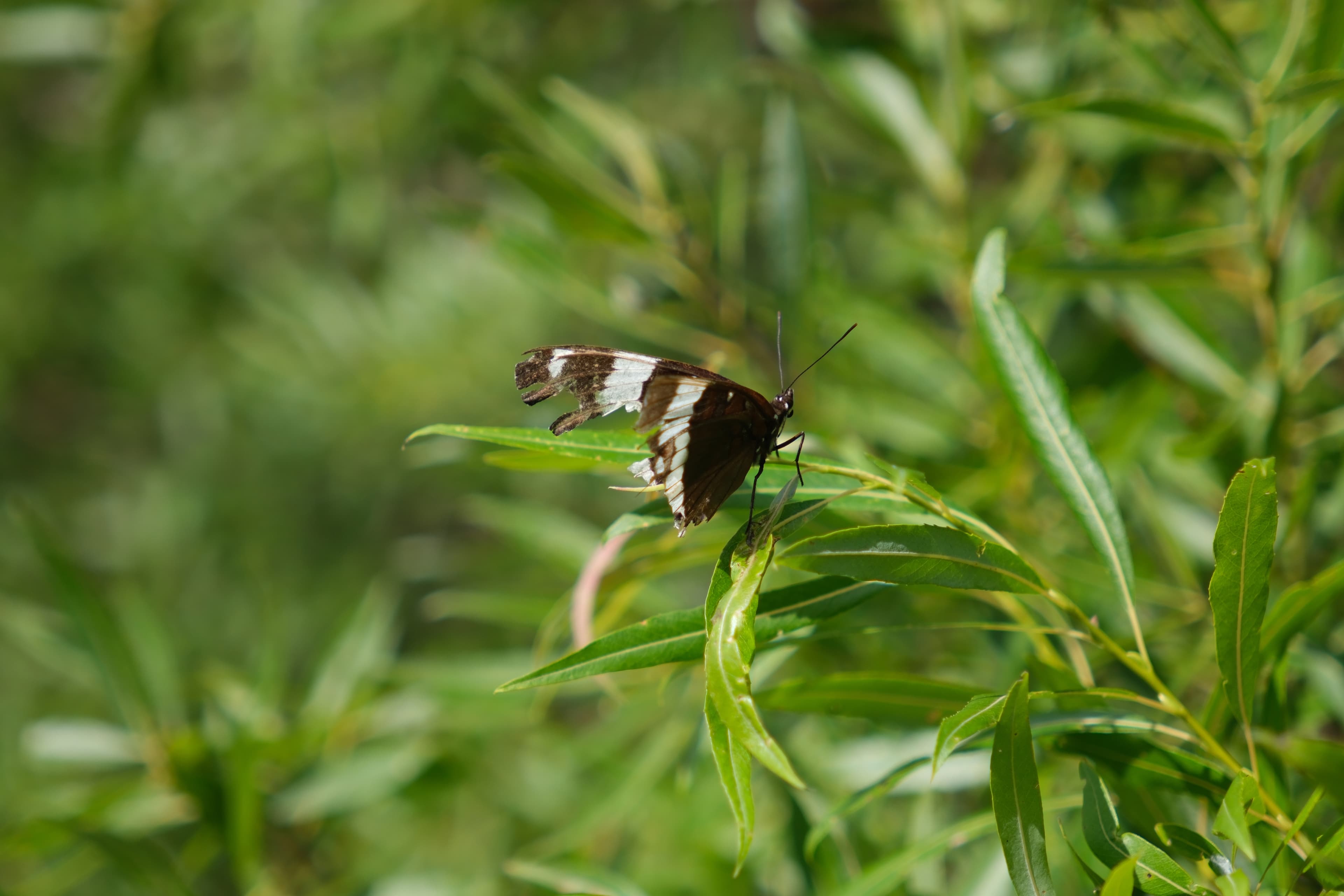 Limenitis arthemis