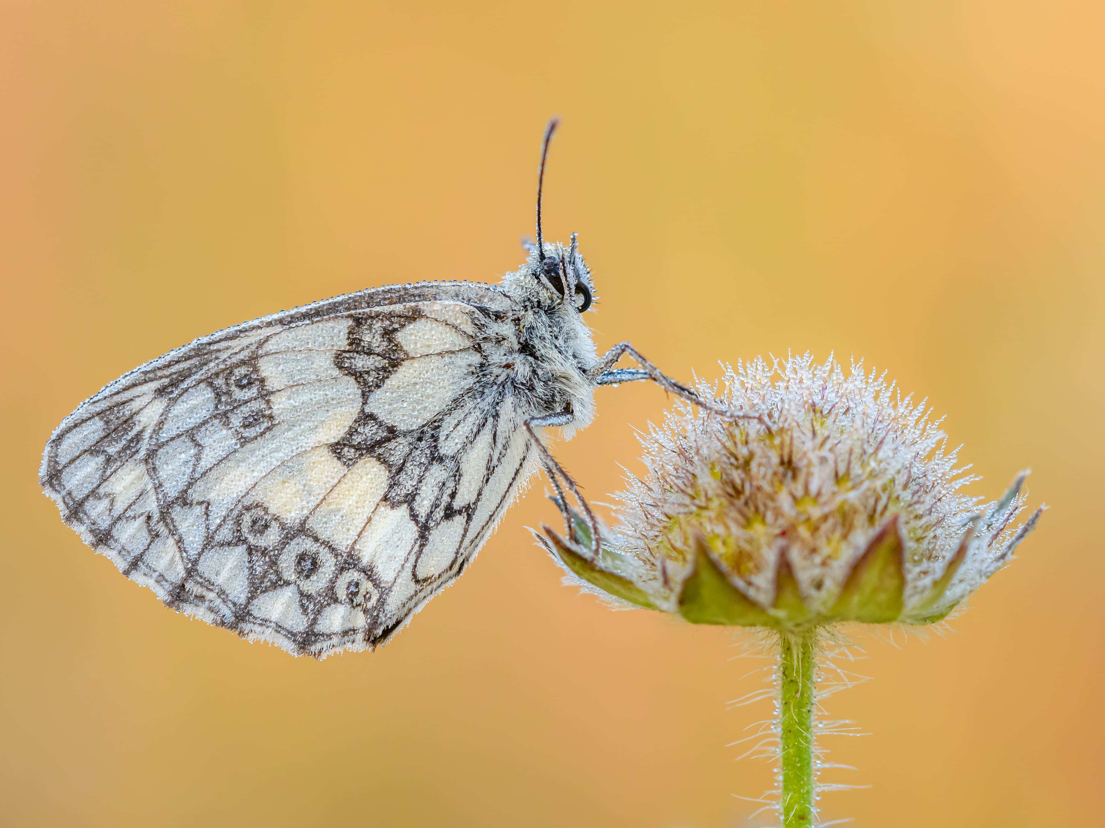 Melanargia galathea