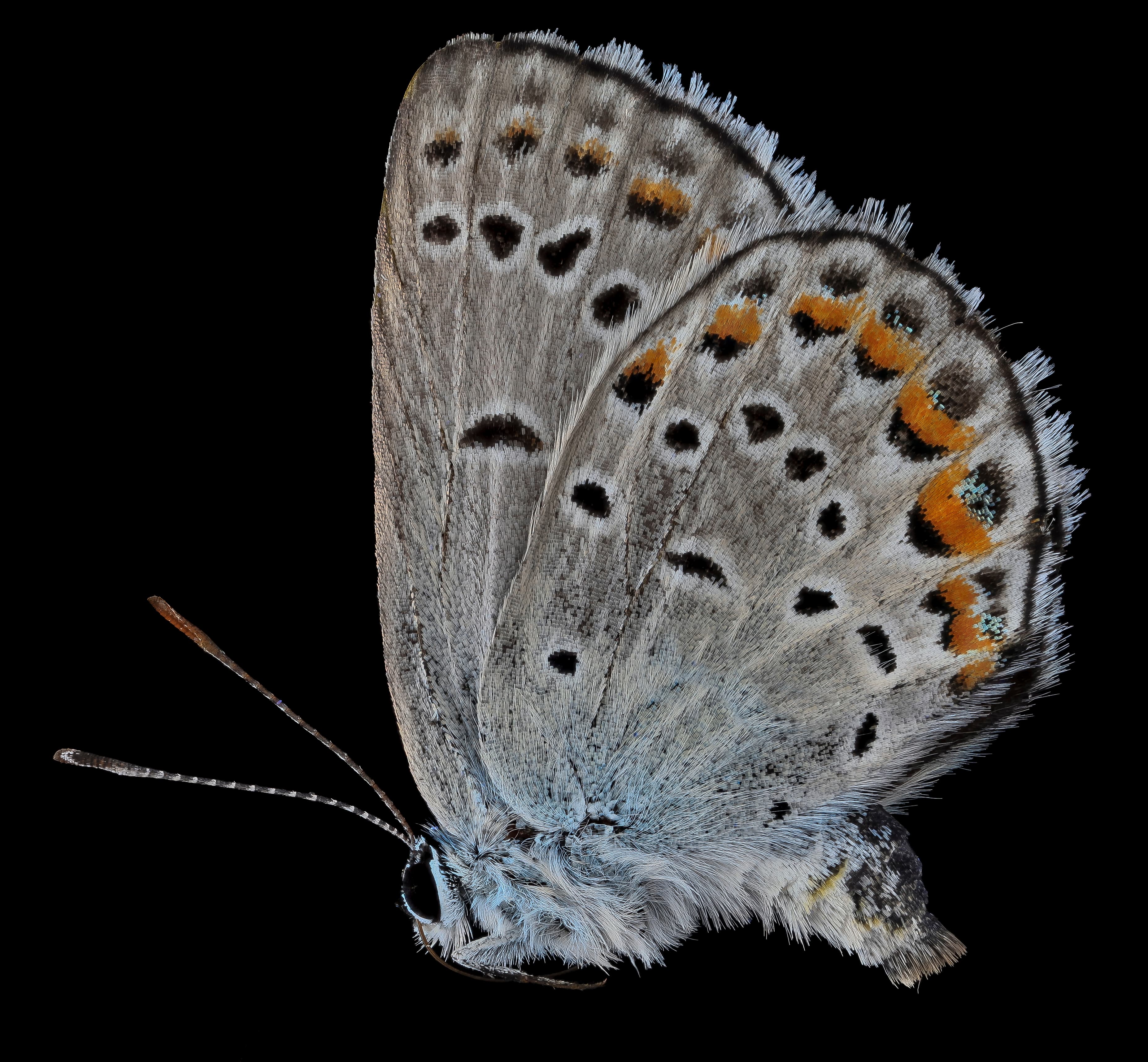 Lycaeides melissa samuelis