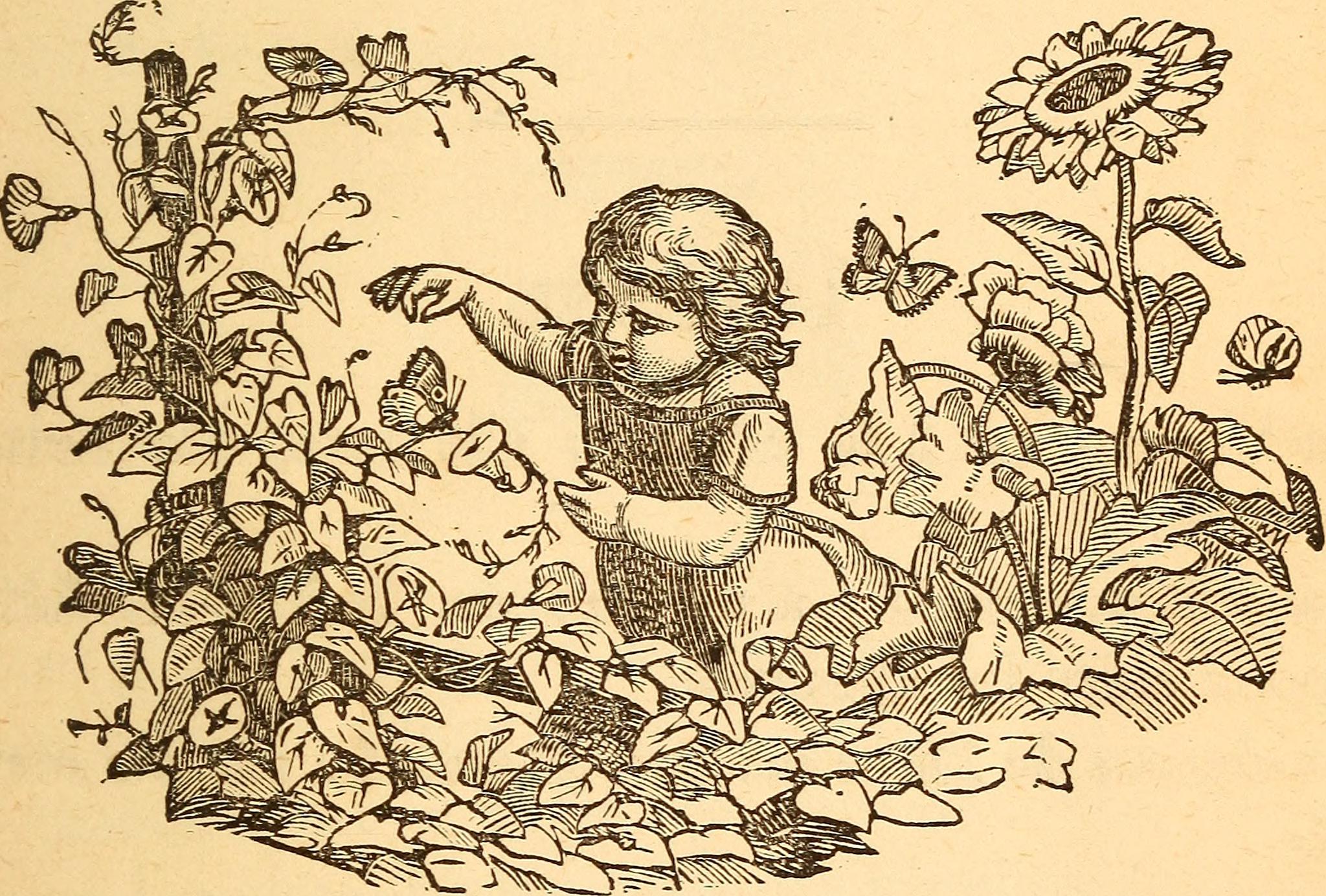 Generic Butterfly (not identifiable to species)