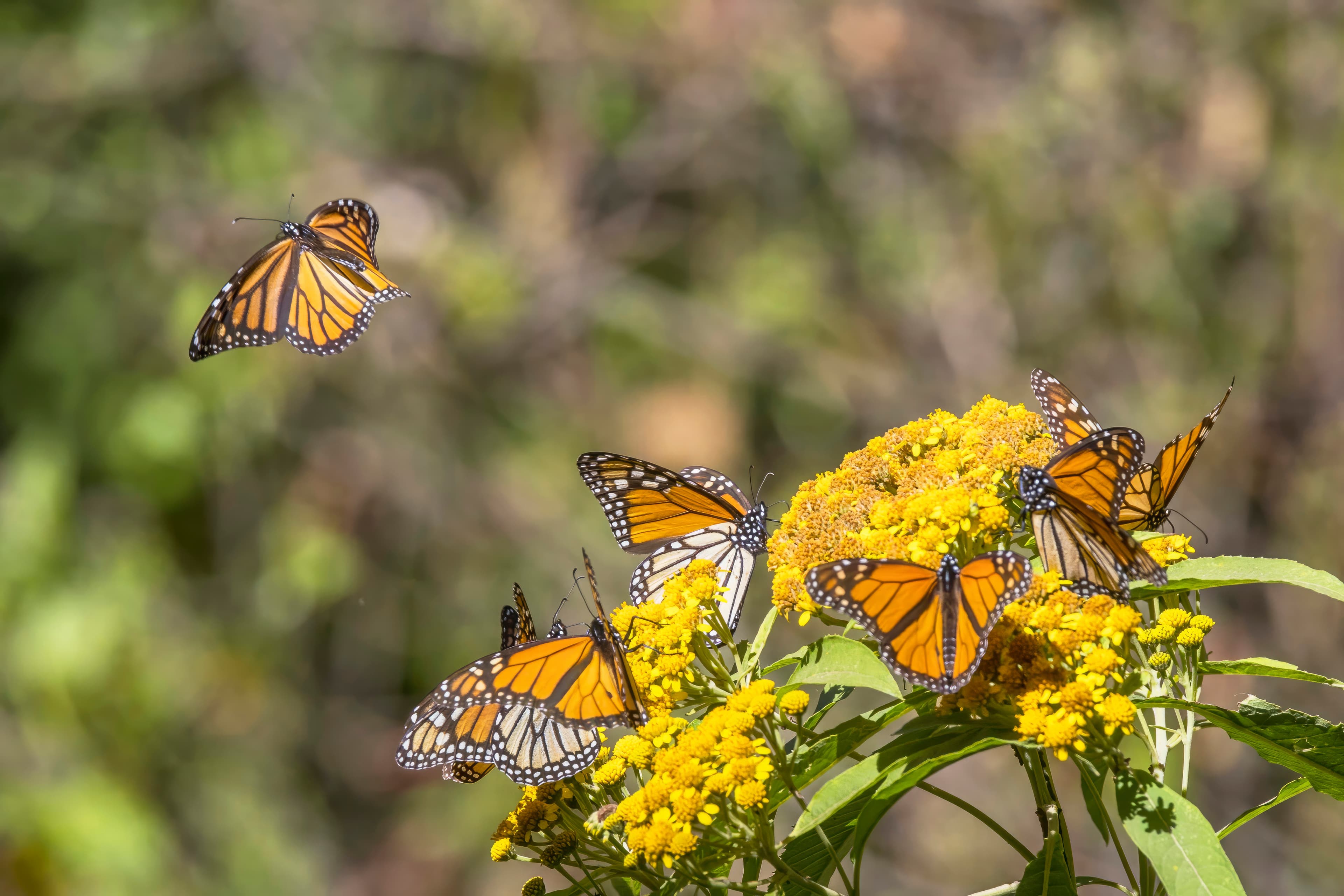 Danaus plexippus plexippus