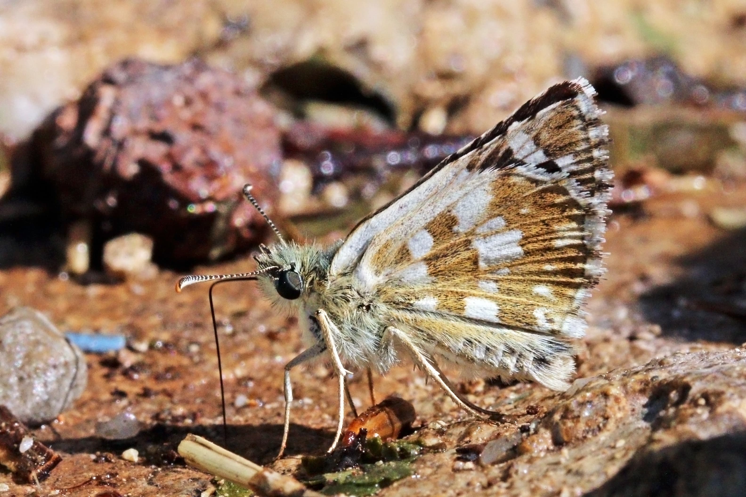 Pyrgus cinarae