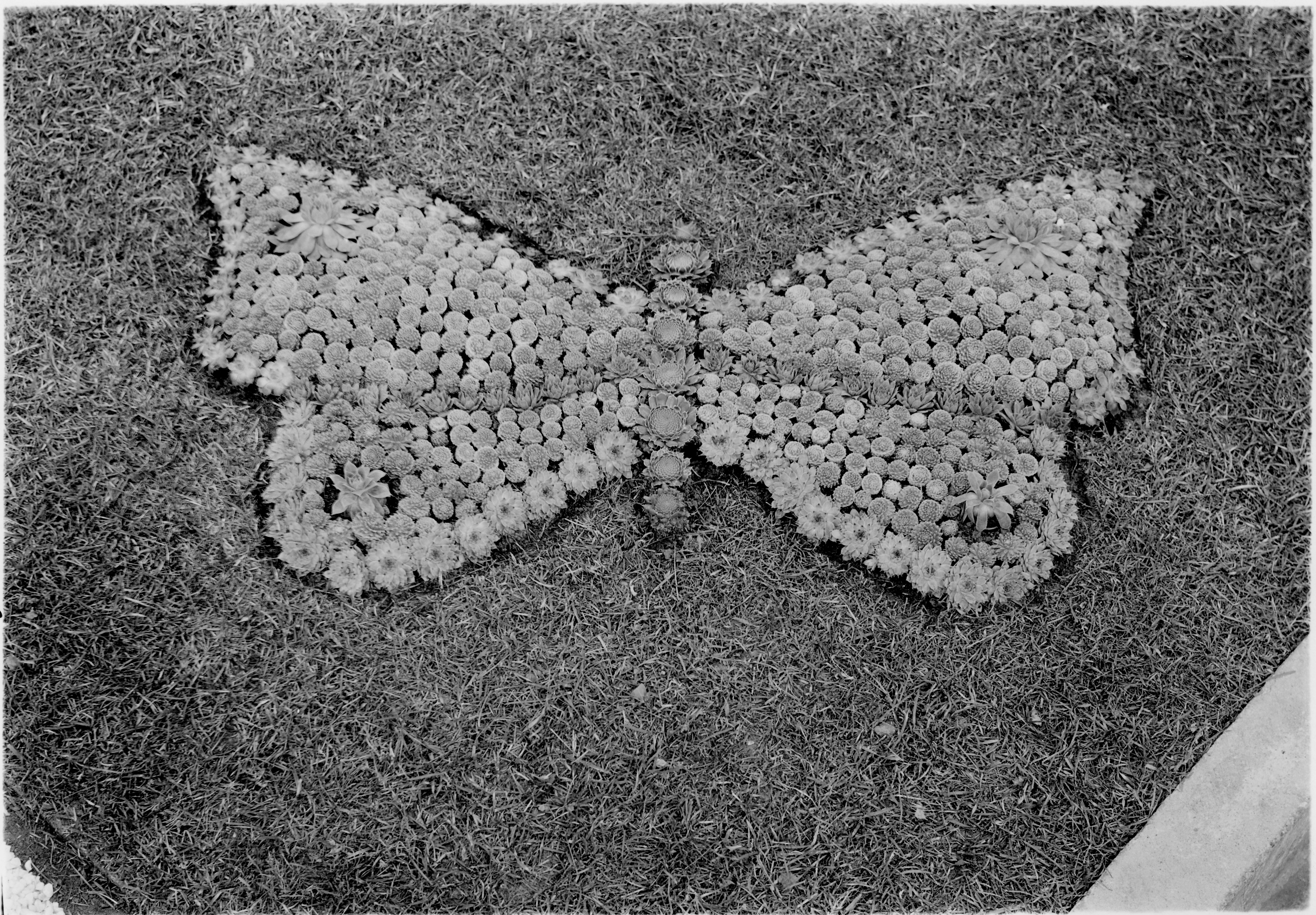 N/A (Horticultural Exhibit)