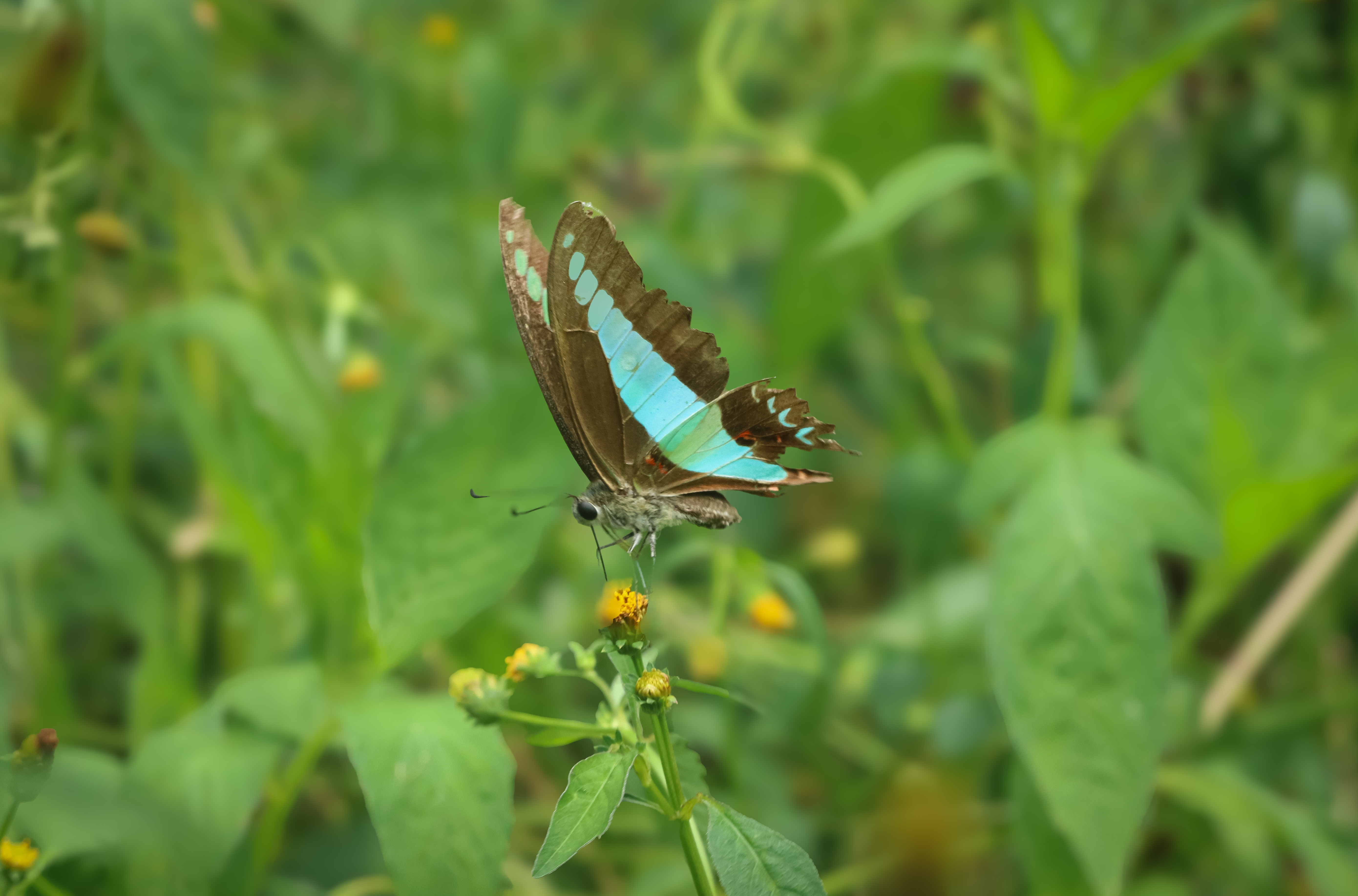 Common Bluebottle