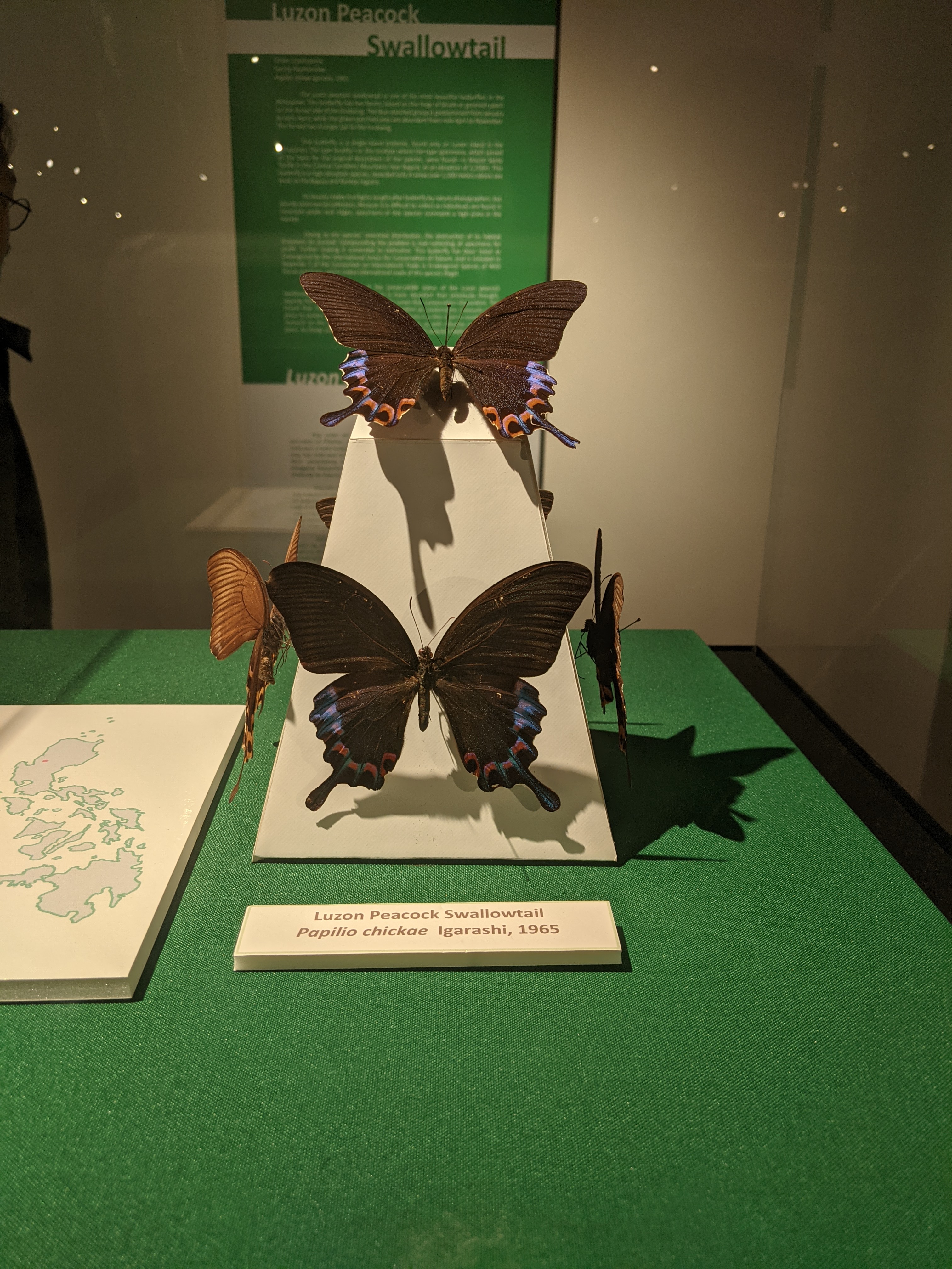 Luzon Peacock Swallowtail