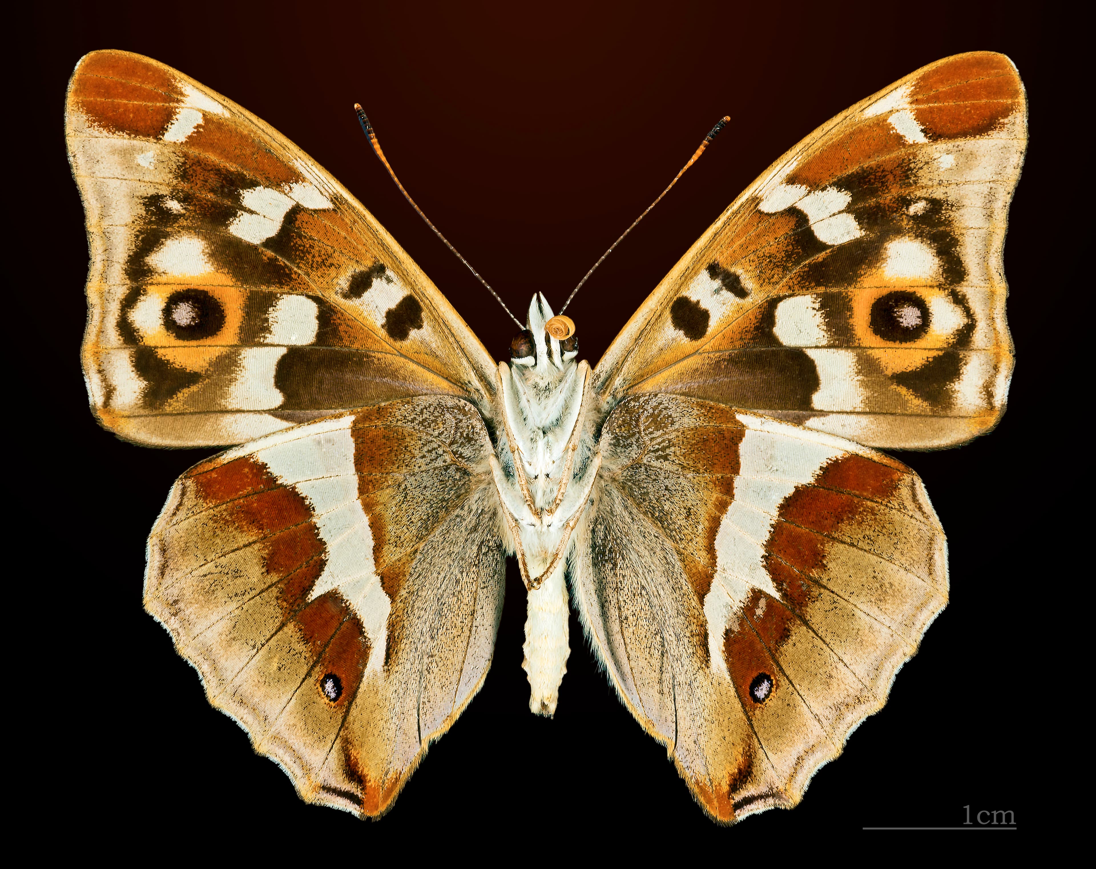Apatura iris