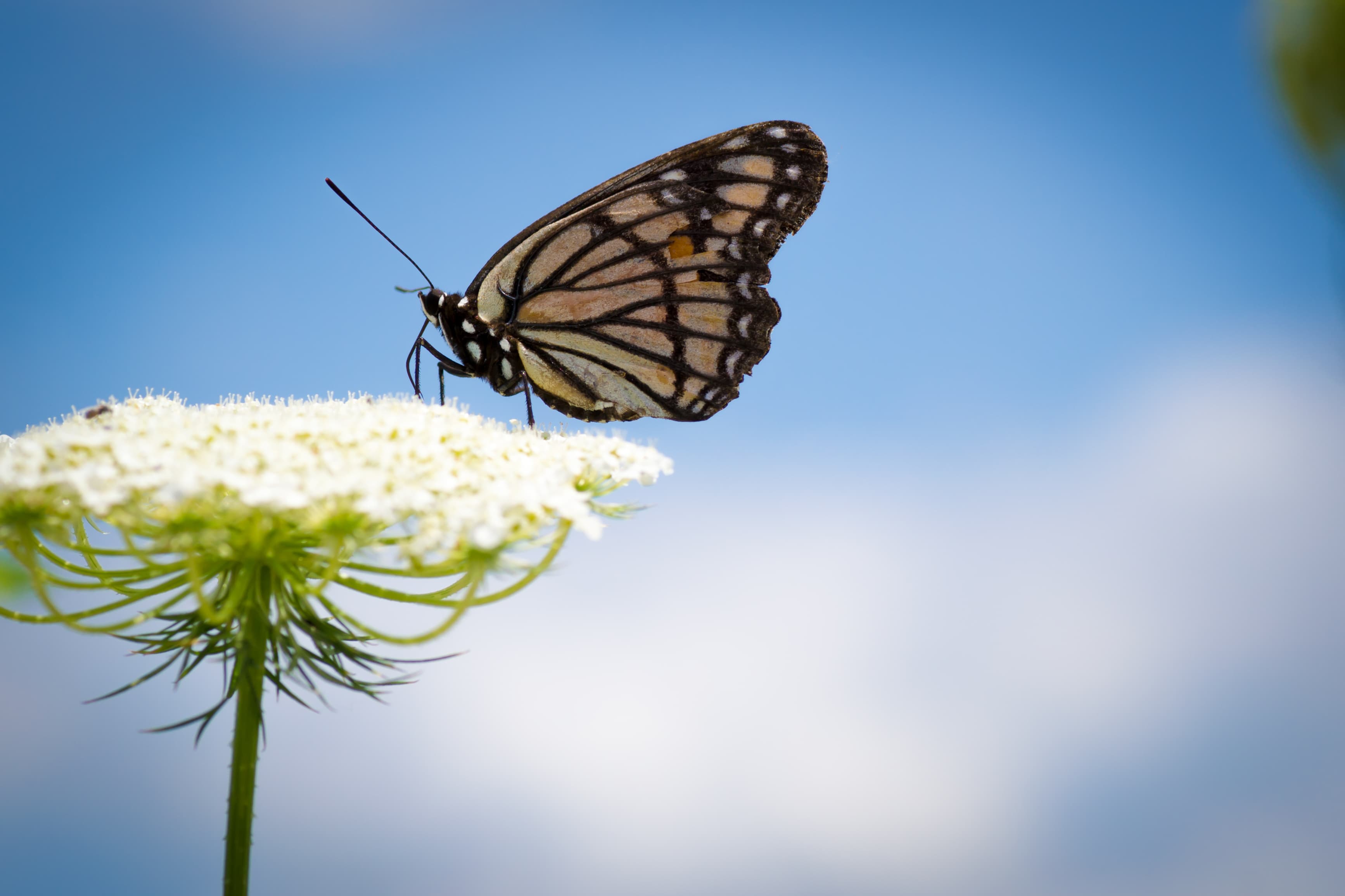 Limenitis archippus