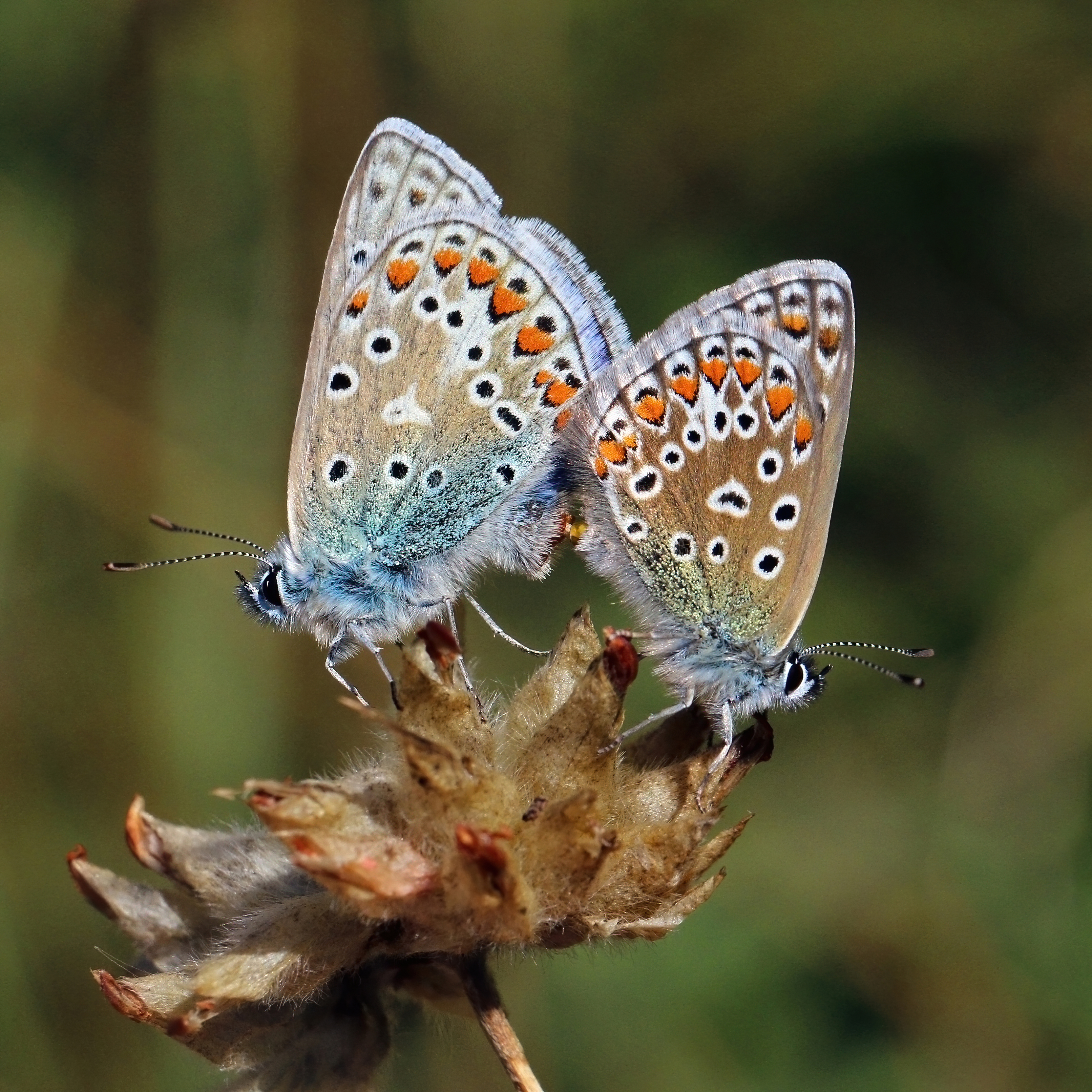 Polyommatus icarus