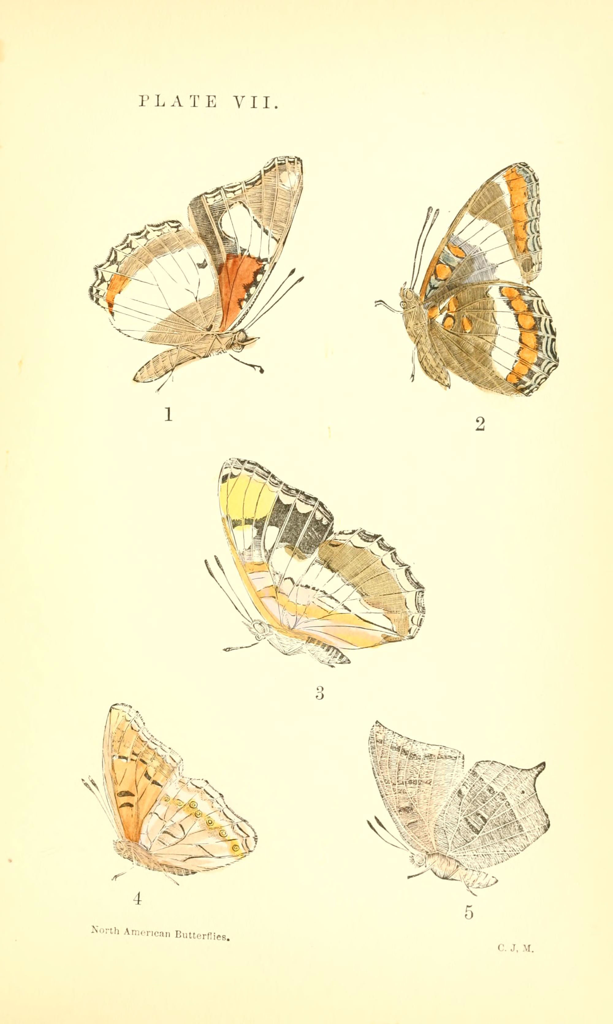 Tawny Emperor