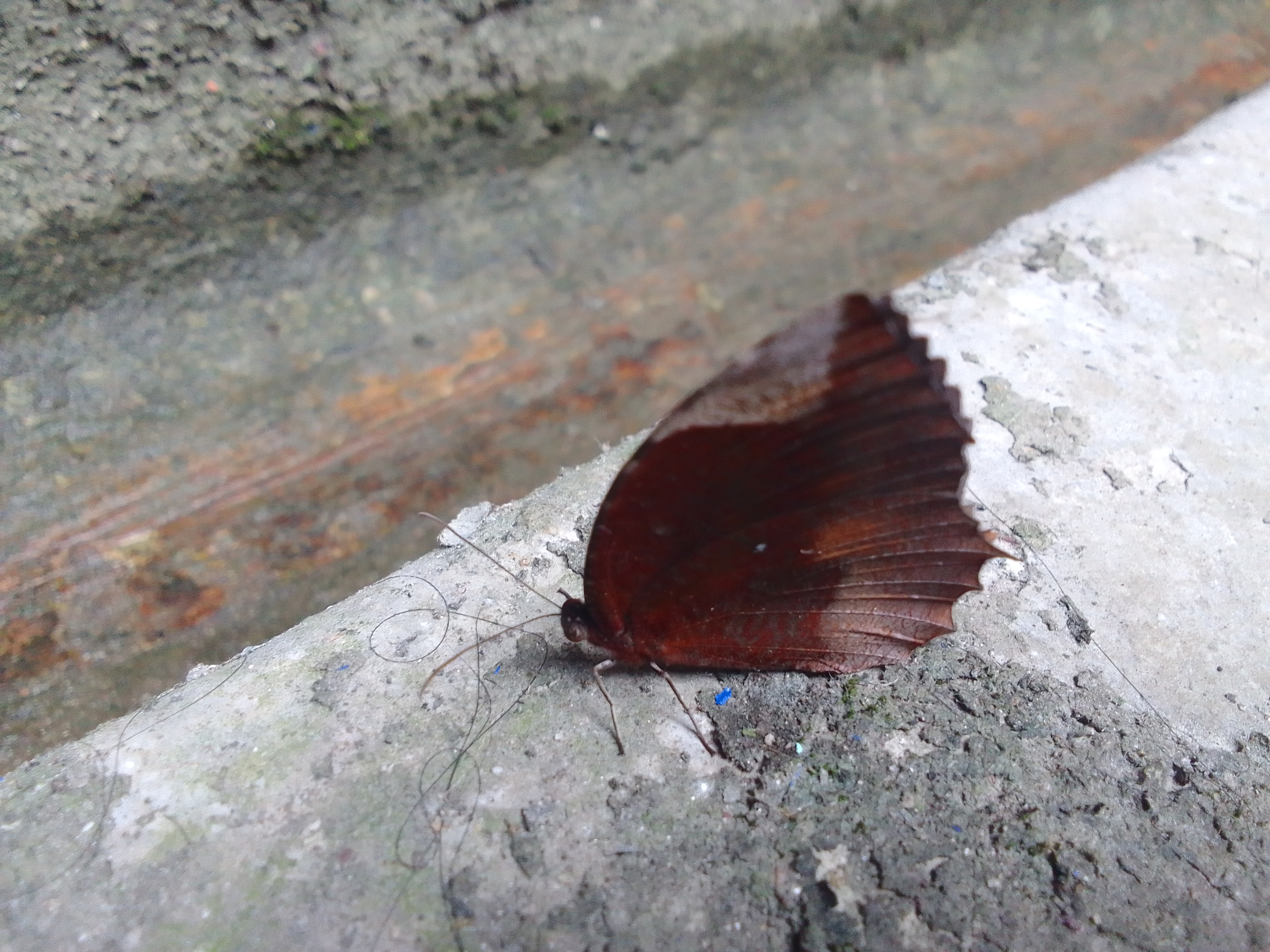 Indian Leafwing