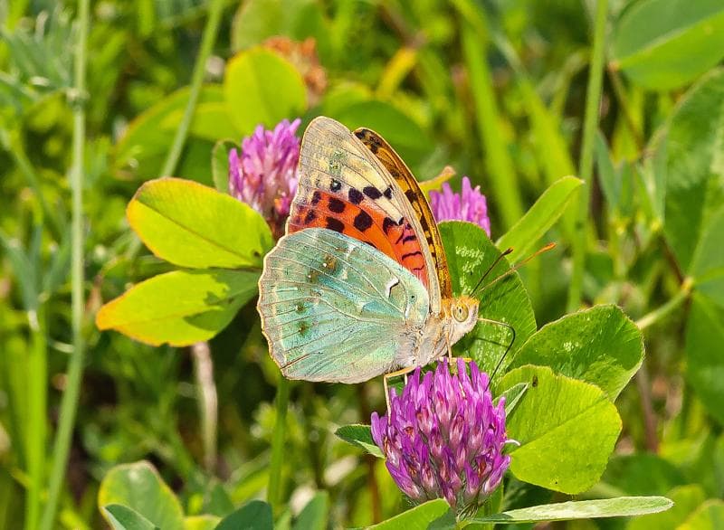 Silver-washed Fritillary