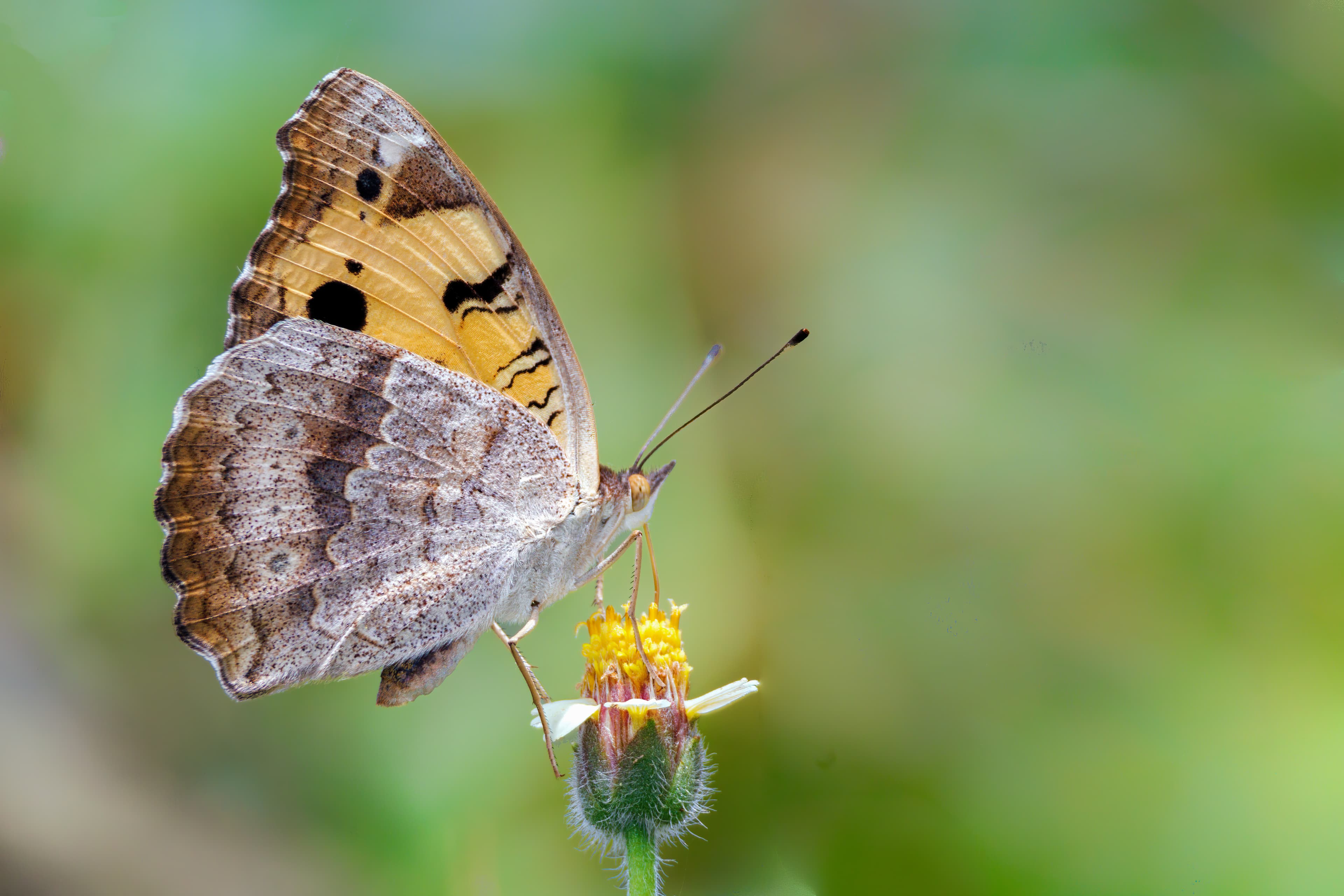 Junonia hierta
