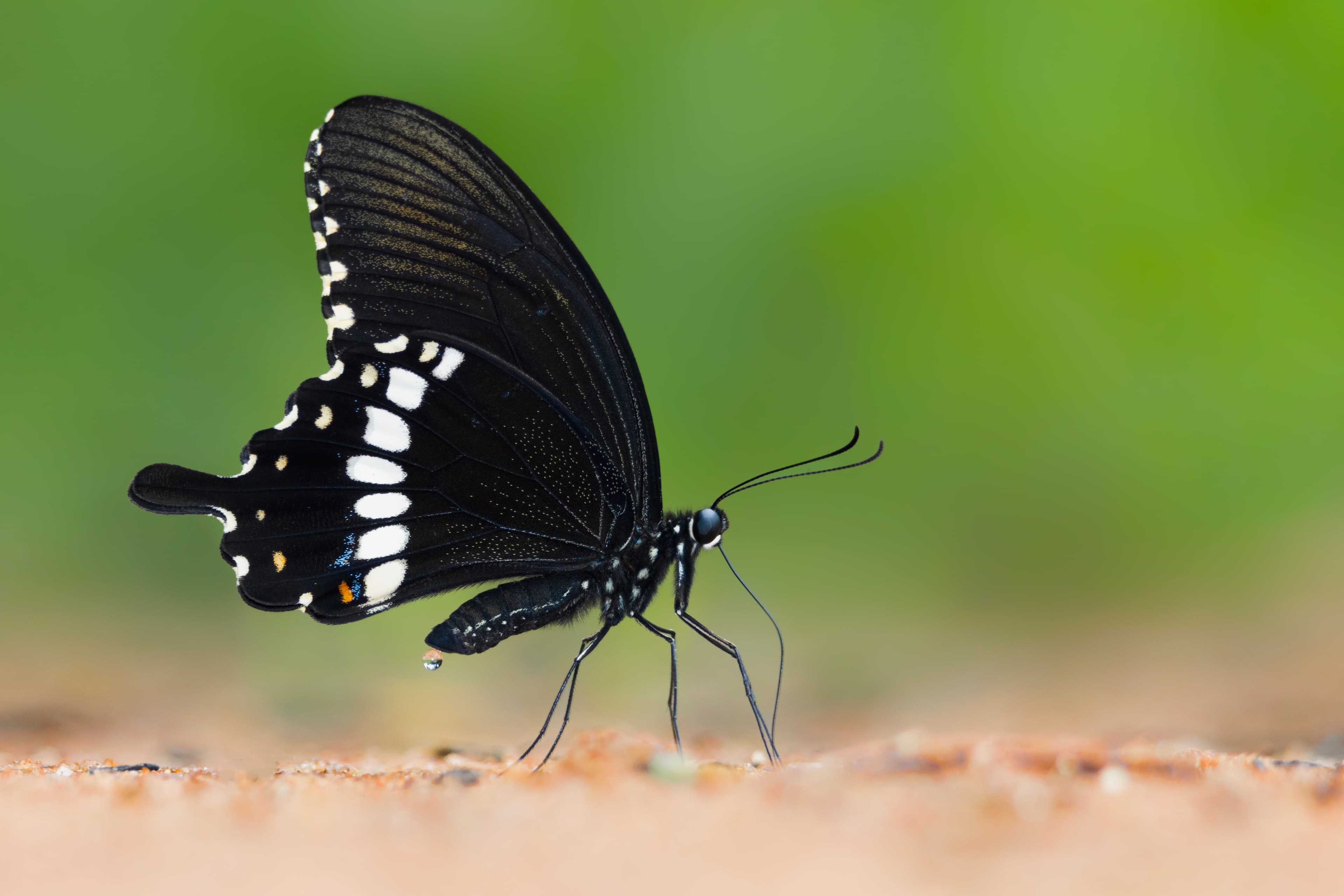 Papilio polytes