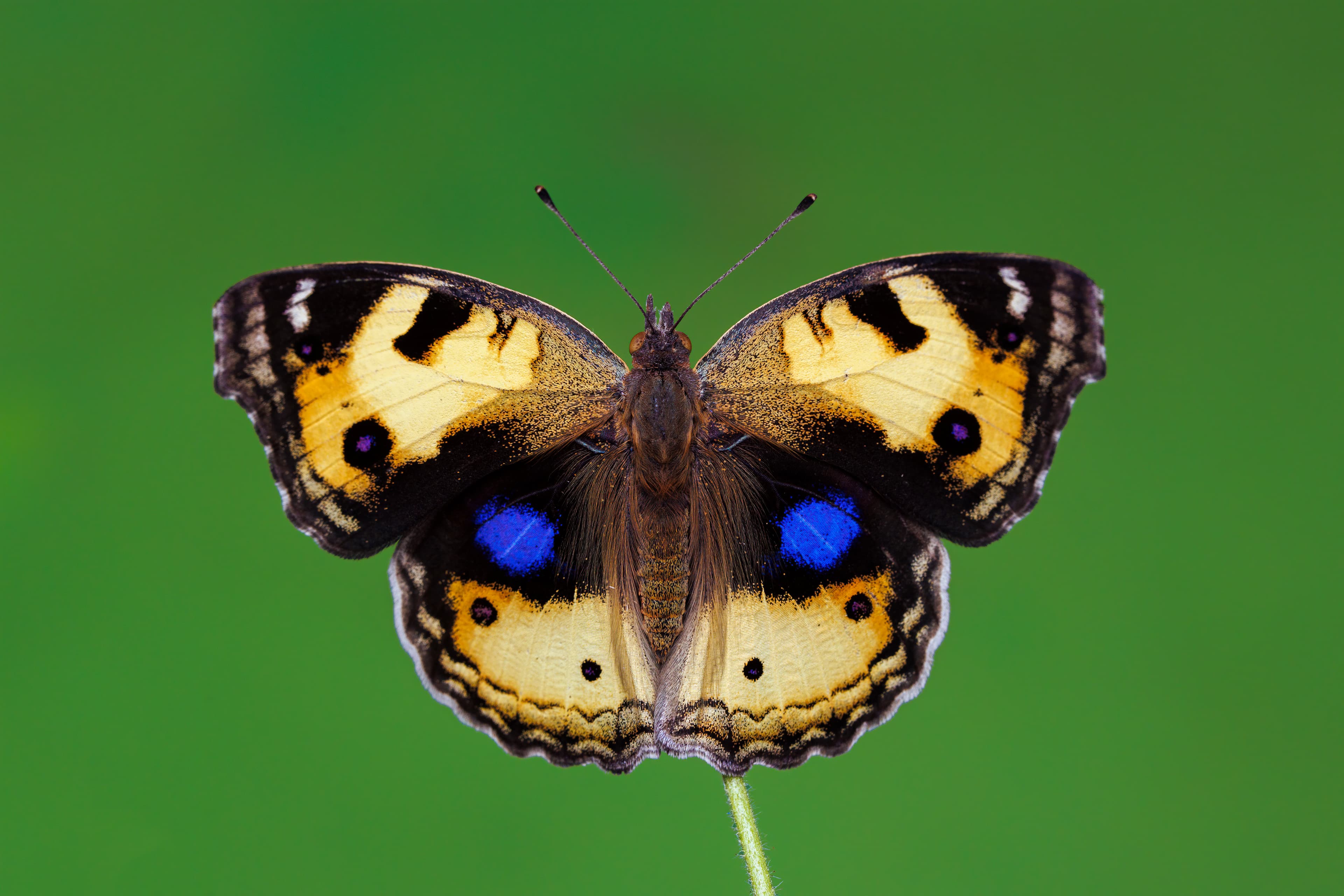 Junonia hierta