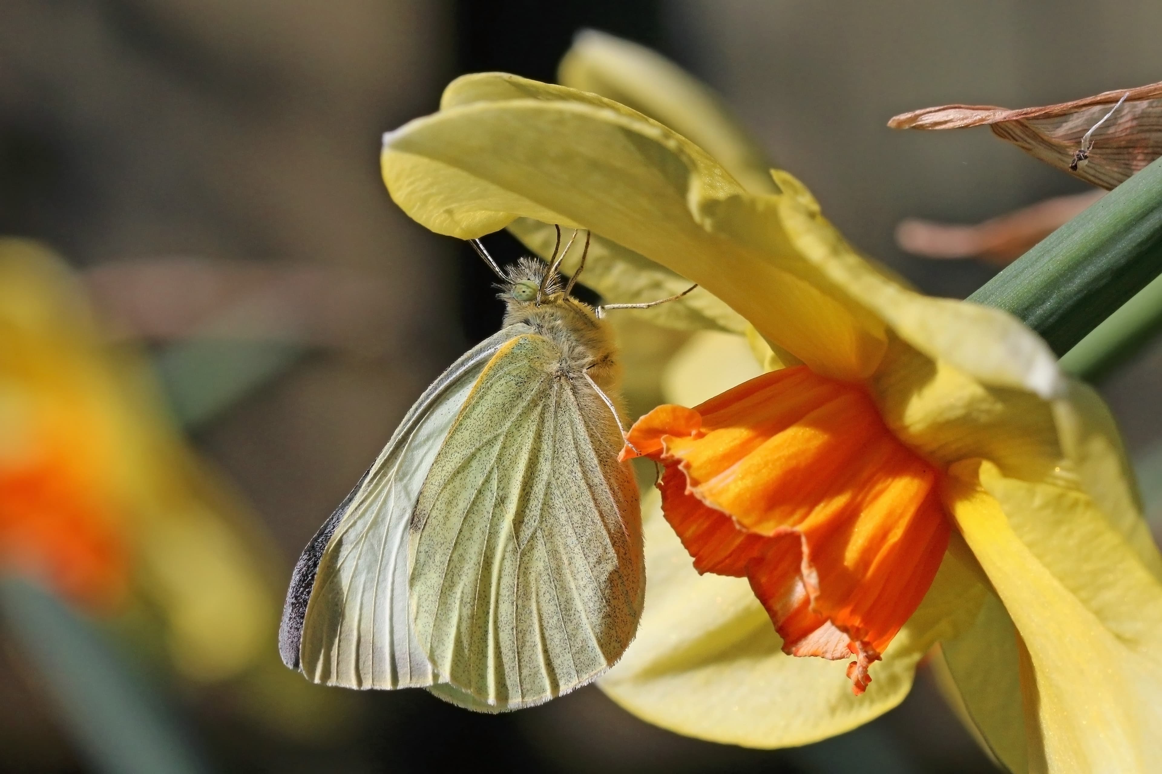 Pieris brassicae
