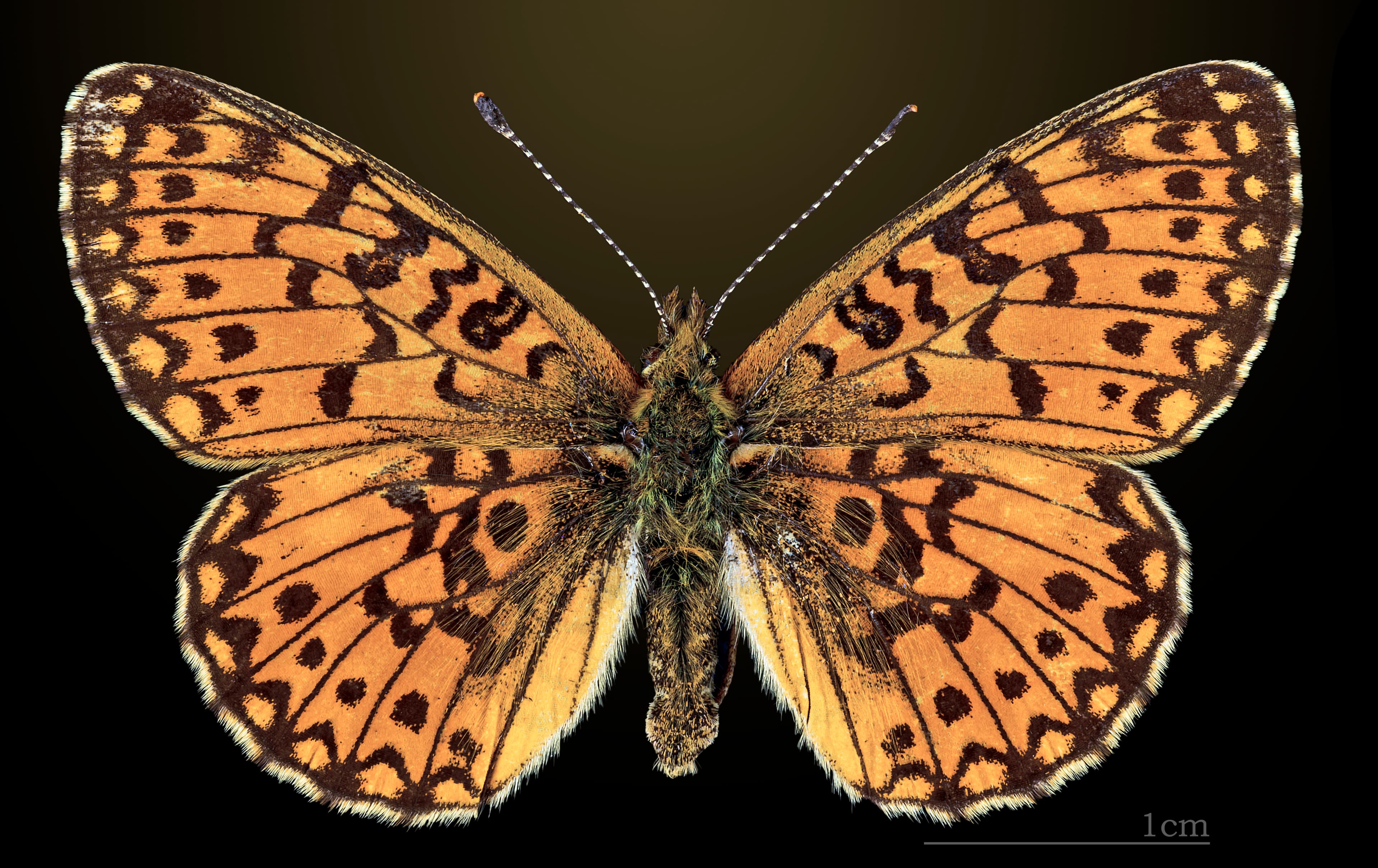 Boloria selene