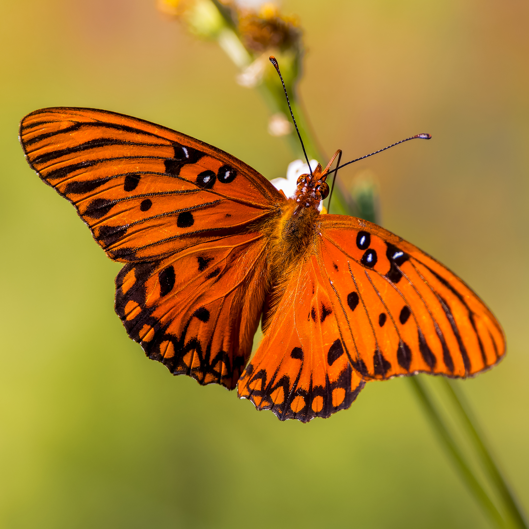 Gulf Fritillary
