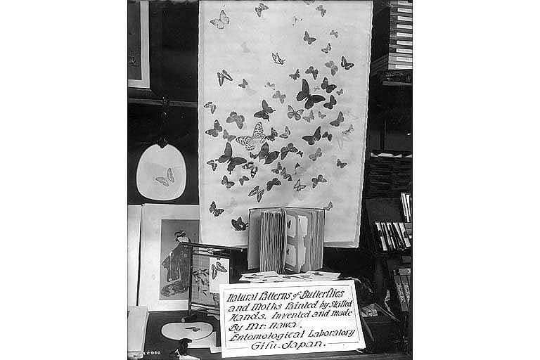 Various butterflies and moths (exhibit patterns)