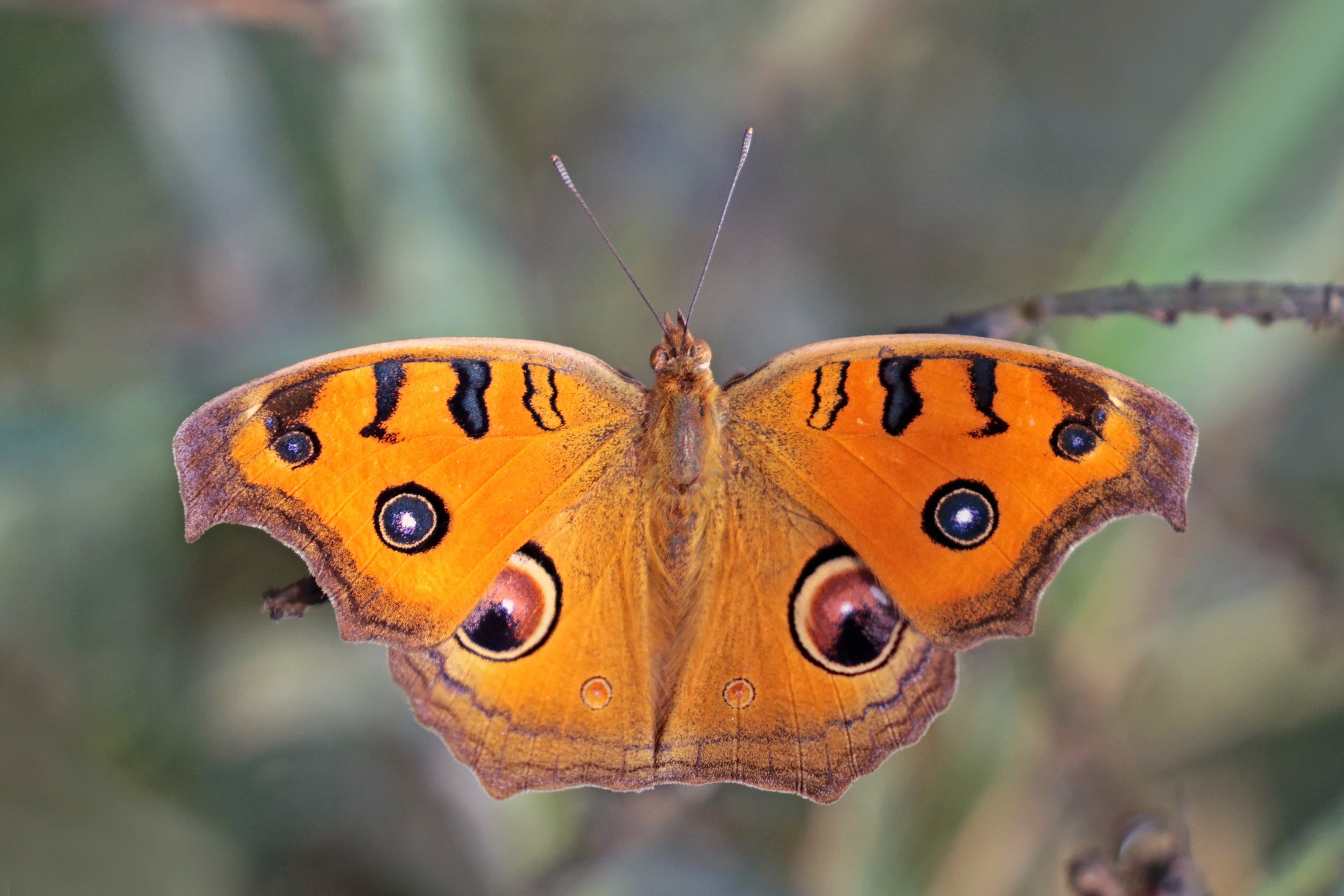 Junonia almana almana