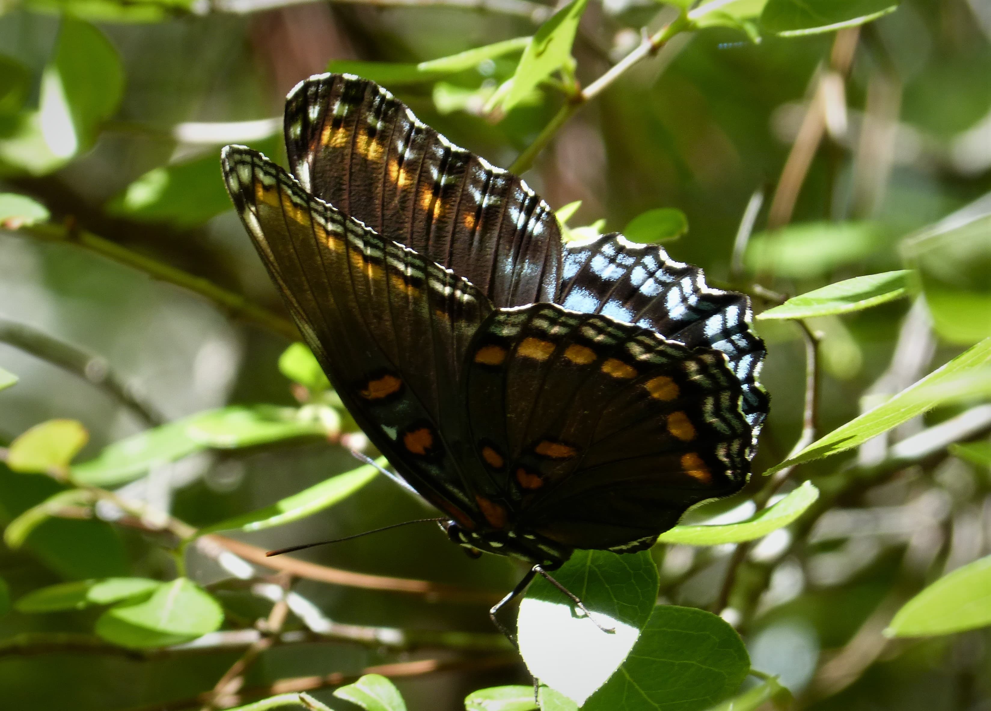 Limenitis arthemis astyanax