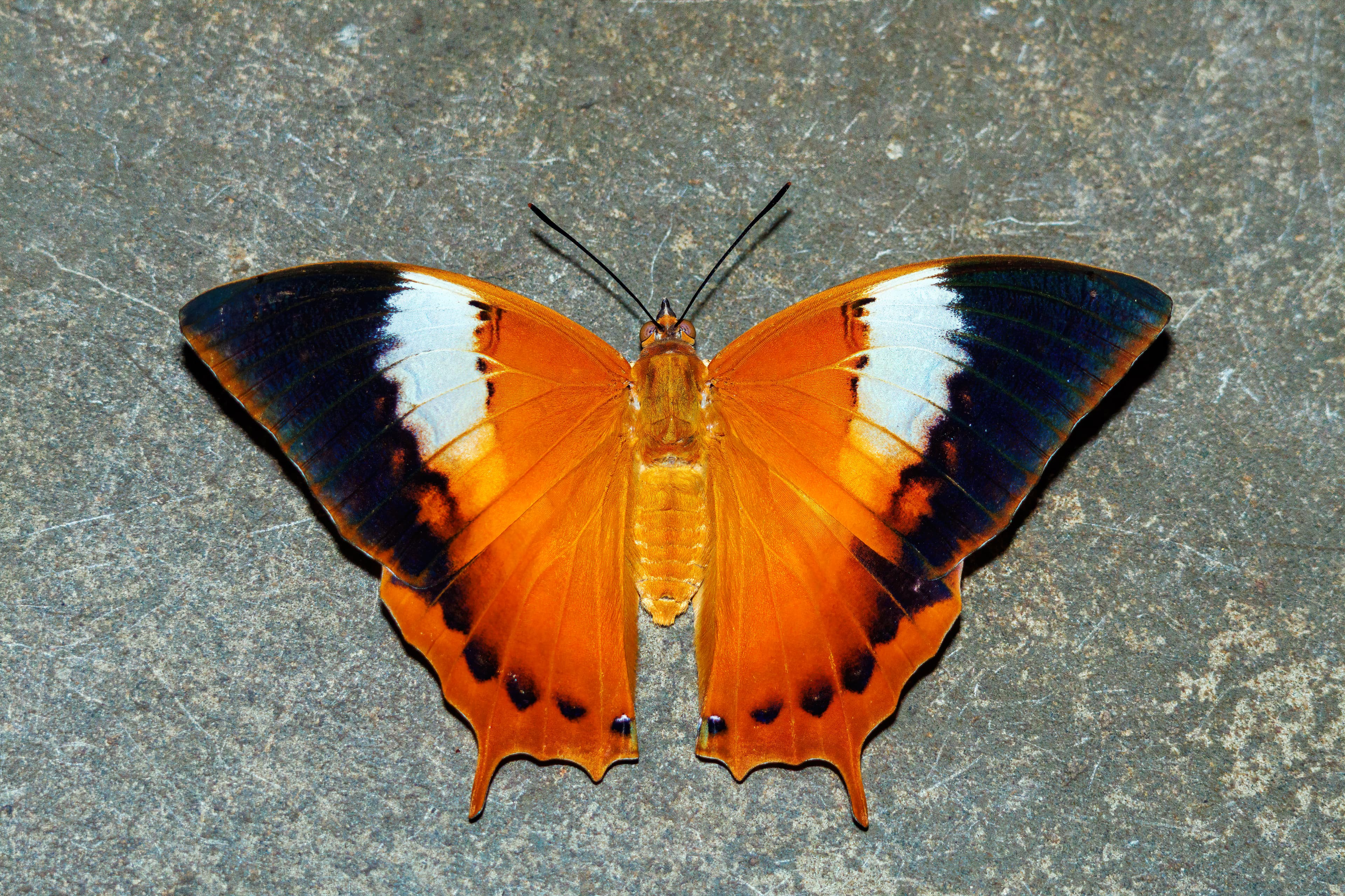 Charaxes psaphon