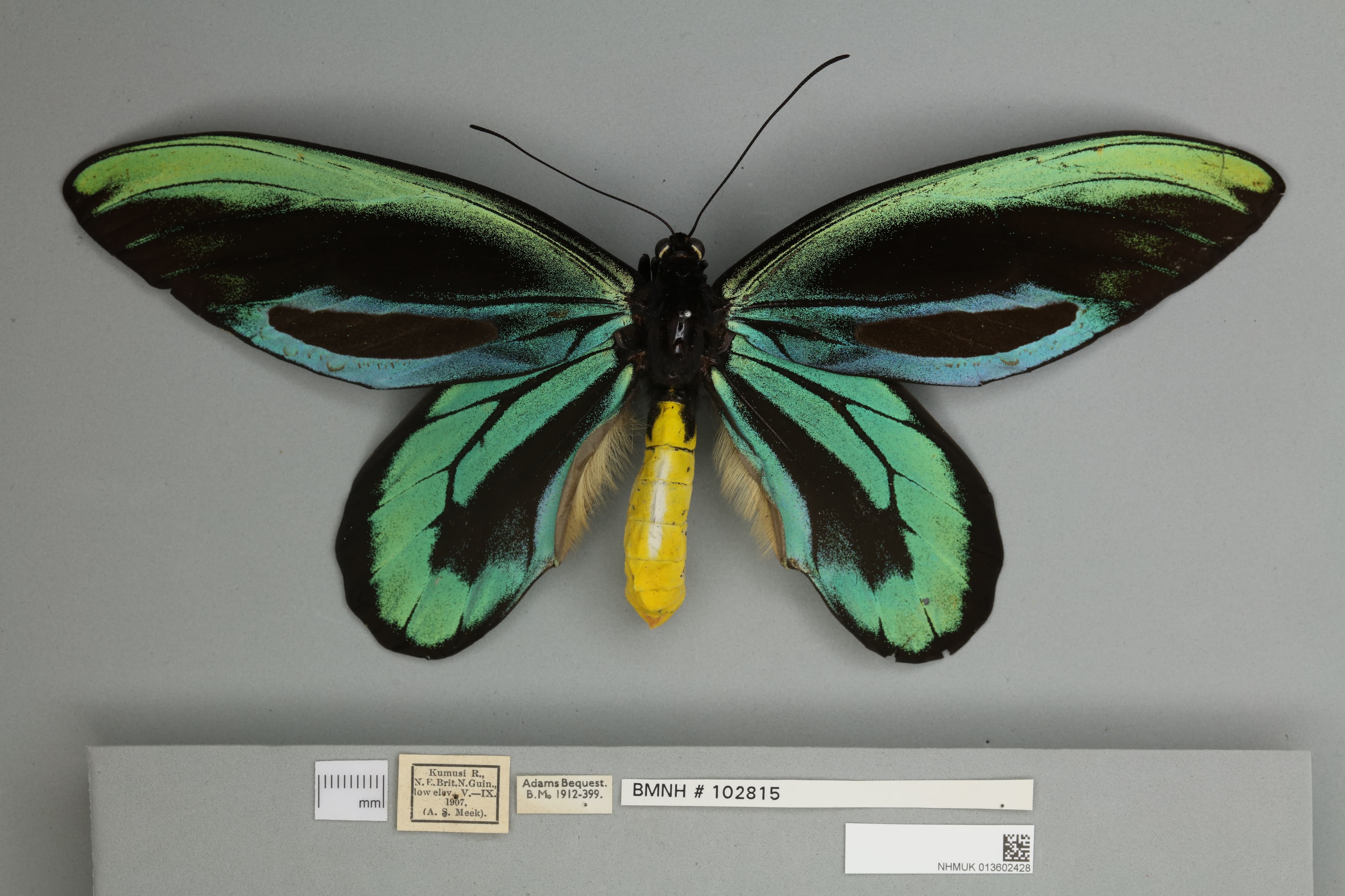 Ornithoptera alexandrae