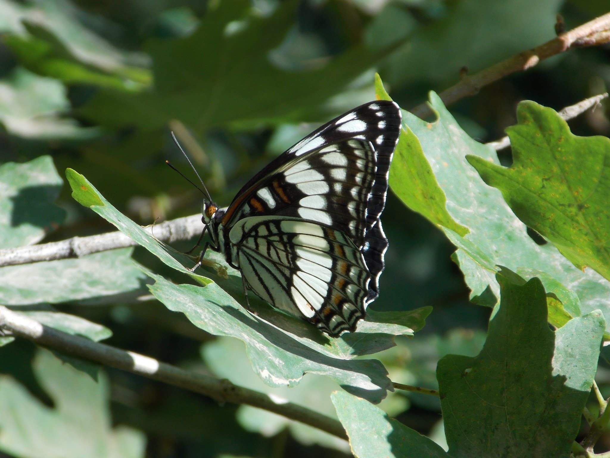 Weidemeyer's Admiral